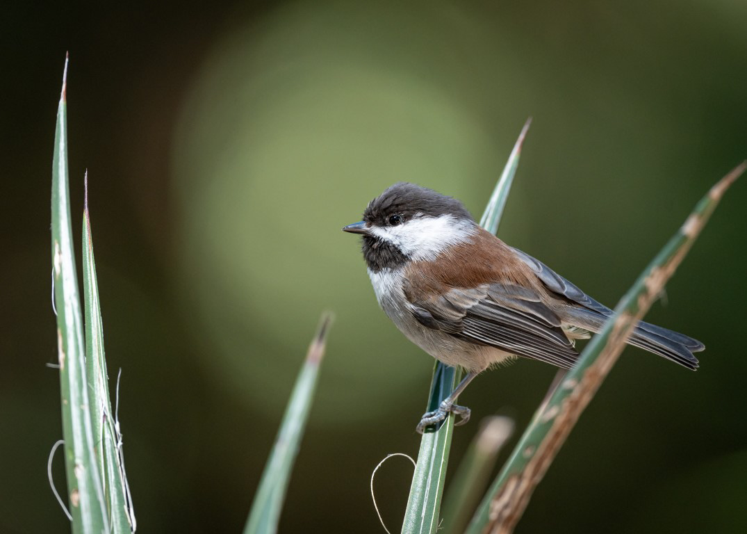 Chestnut-Backed Chickadee