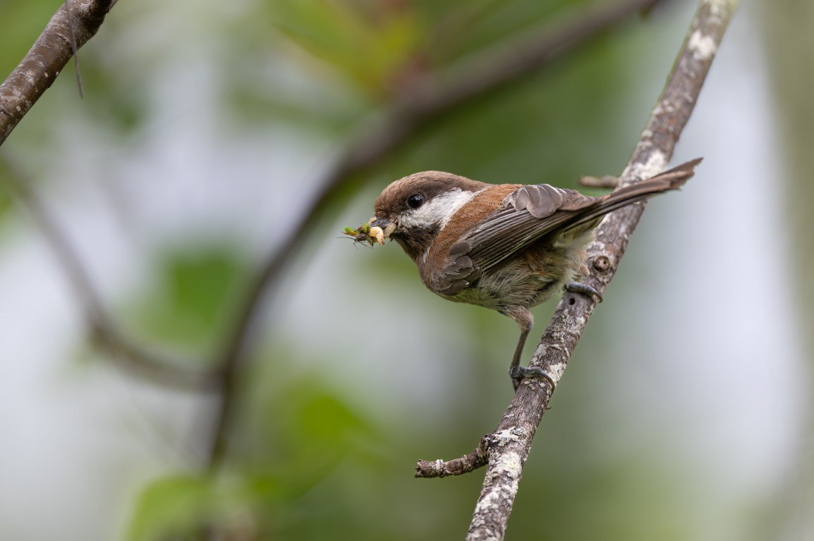Chestnut-Backed Chickadee with Food for Young