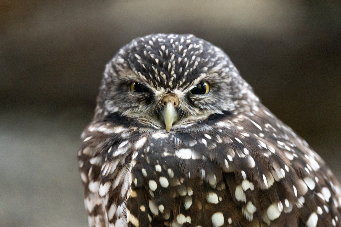 Burrowing Owl