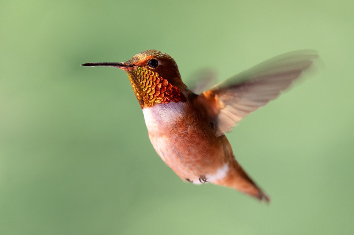Allen's Hummingbird