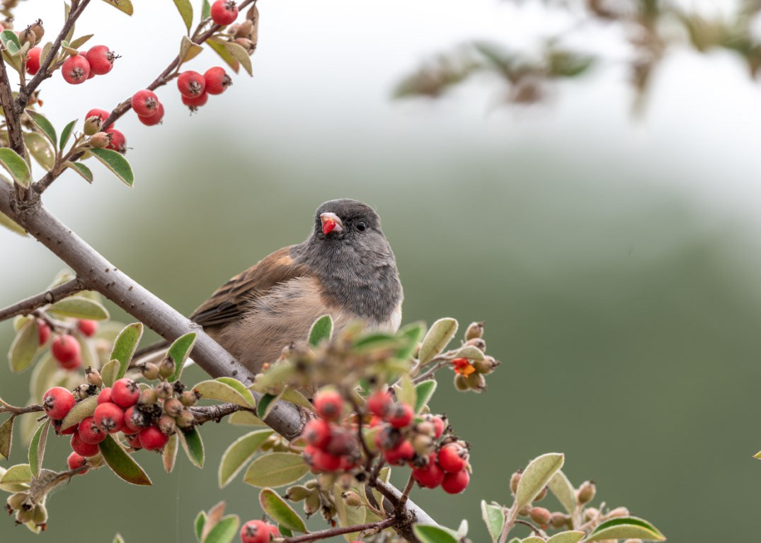 Dark-Eyed Junco