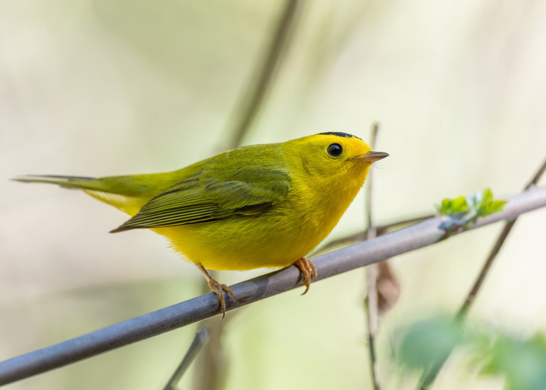 Wilson's Warbler
