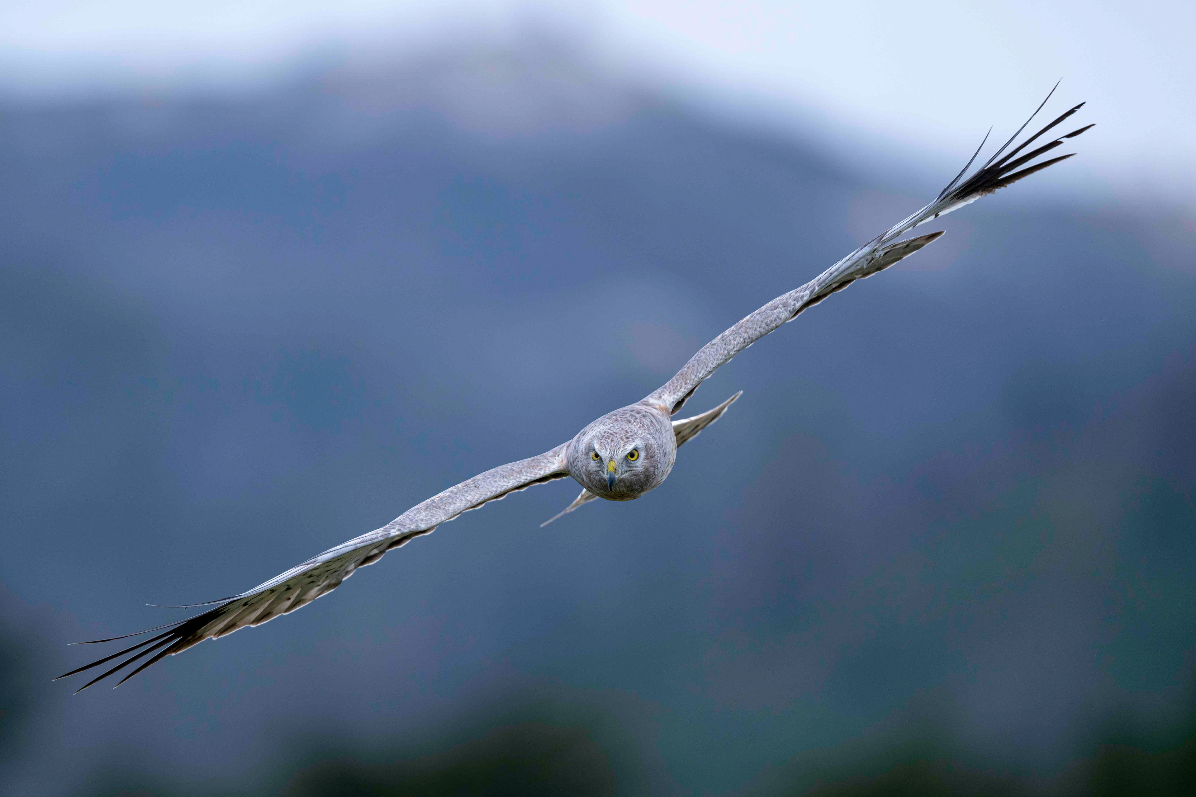 Northern Harrier