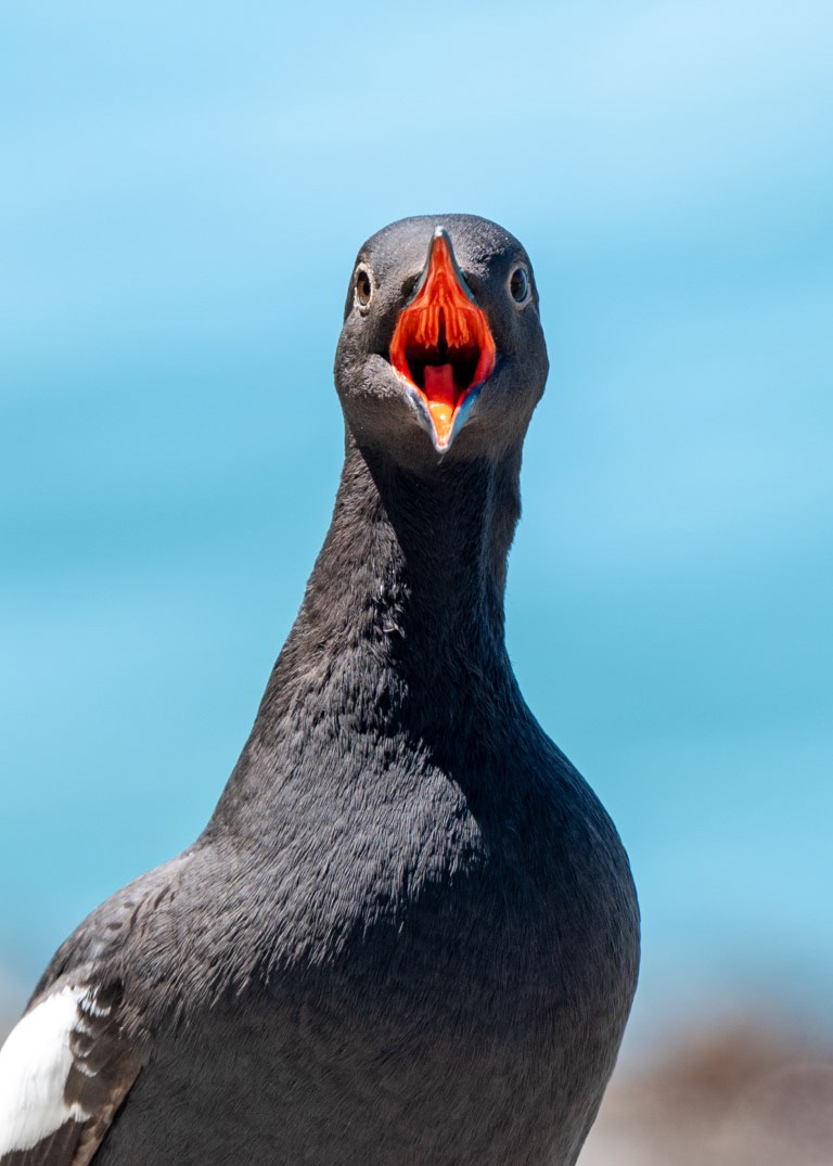Pigeon Guillemot