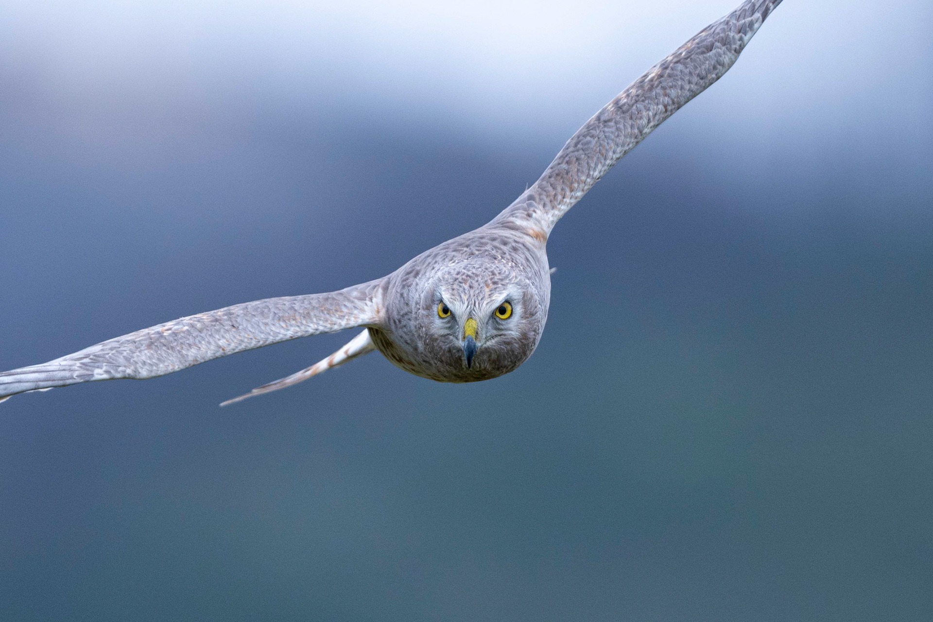 Northern Harrier