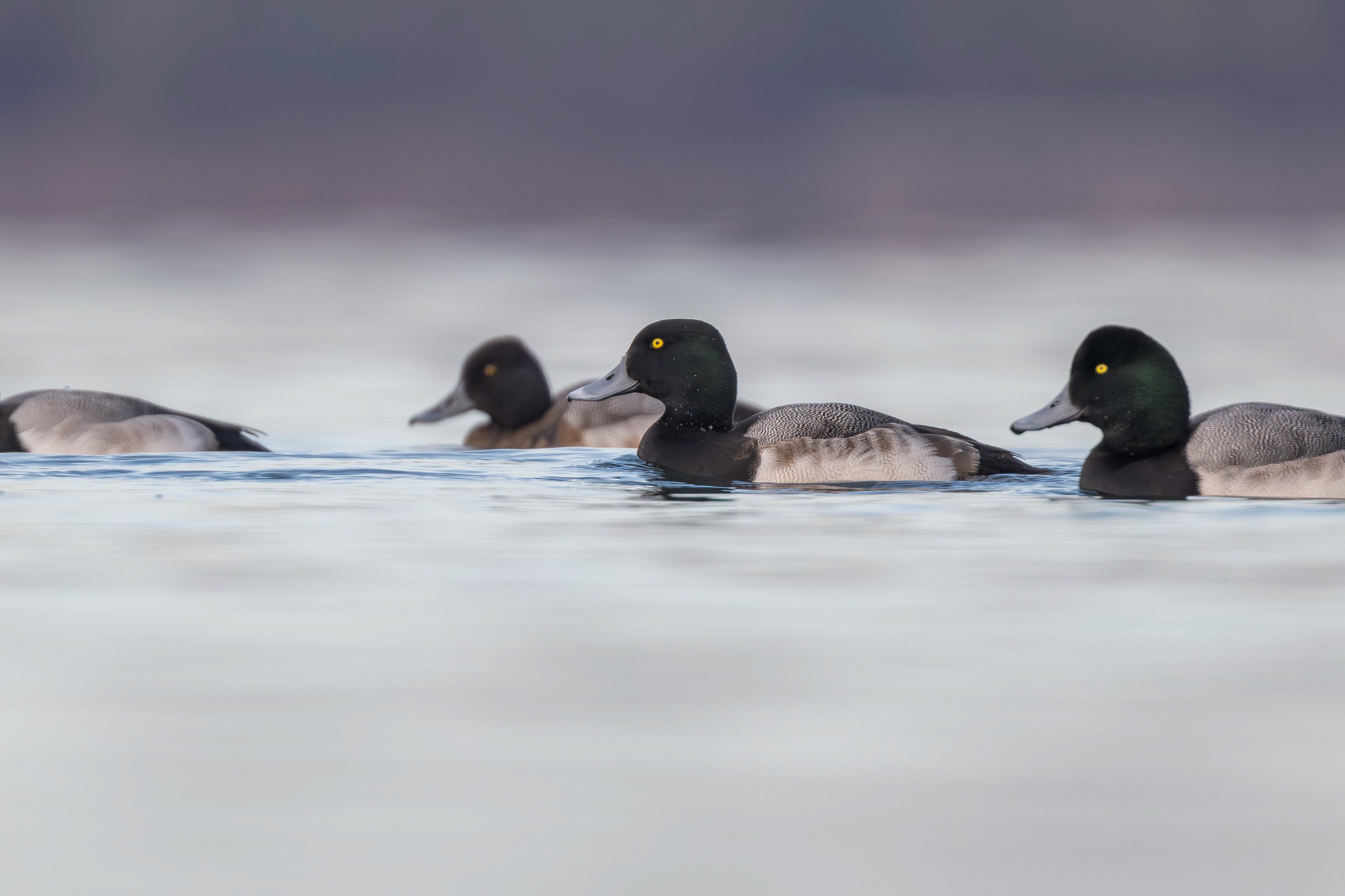 Greater and Lesser Scaup
