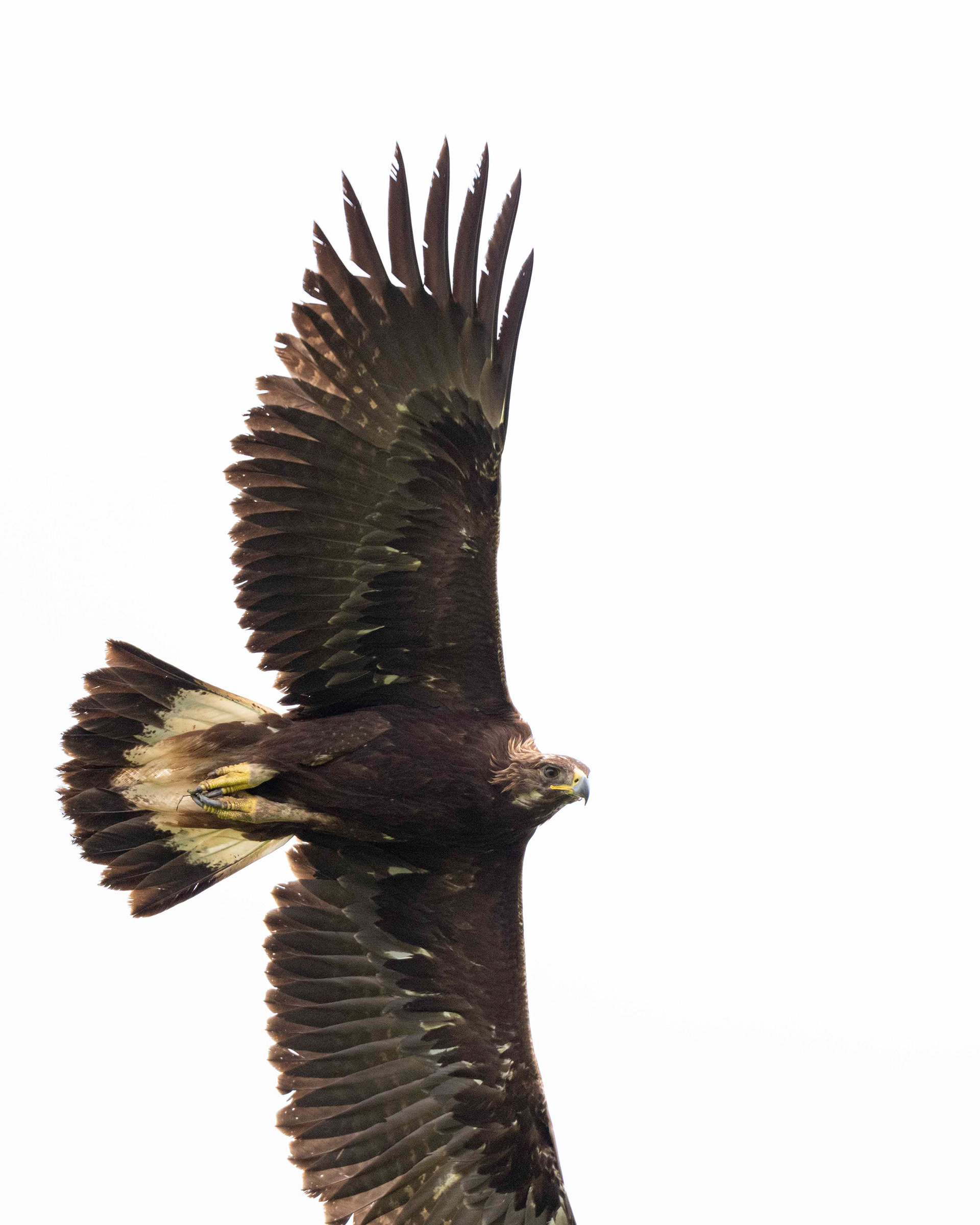 Golden Eagle