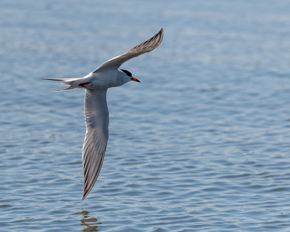 Forster's Tern