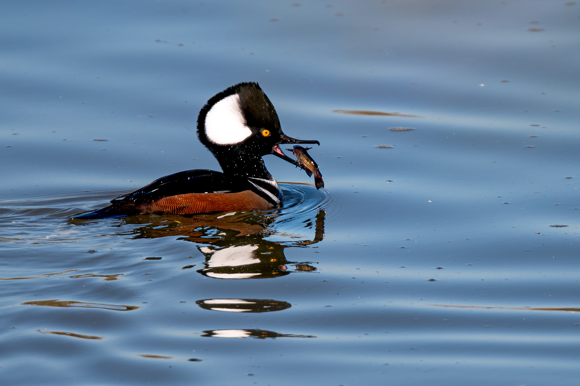 Hooded Merganser
