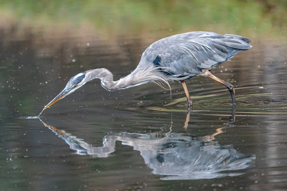 Great Blue Heron