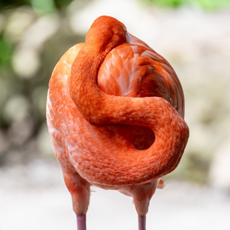 American Flamingo