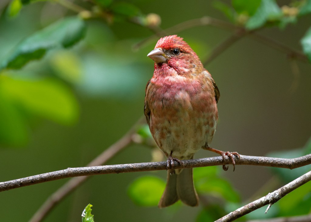 Purple Finch