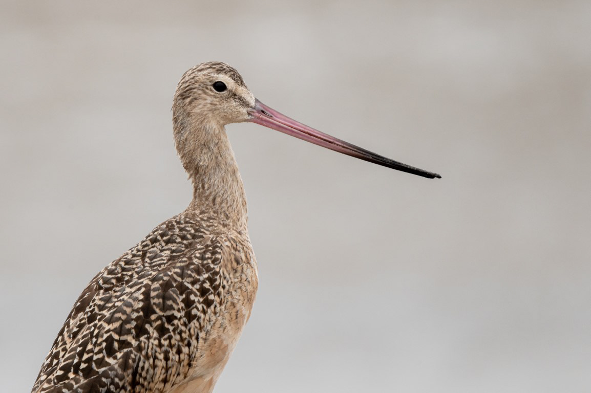 Marbled Godwit