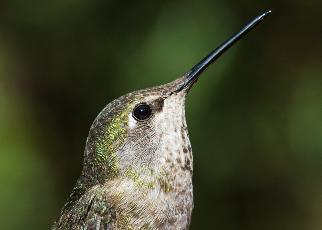 Anna's Hummingbird