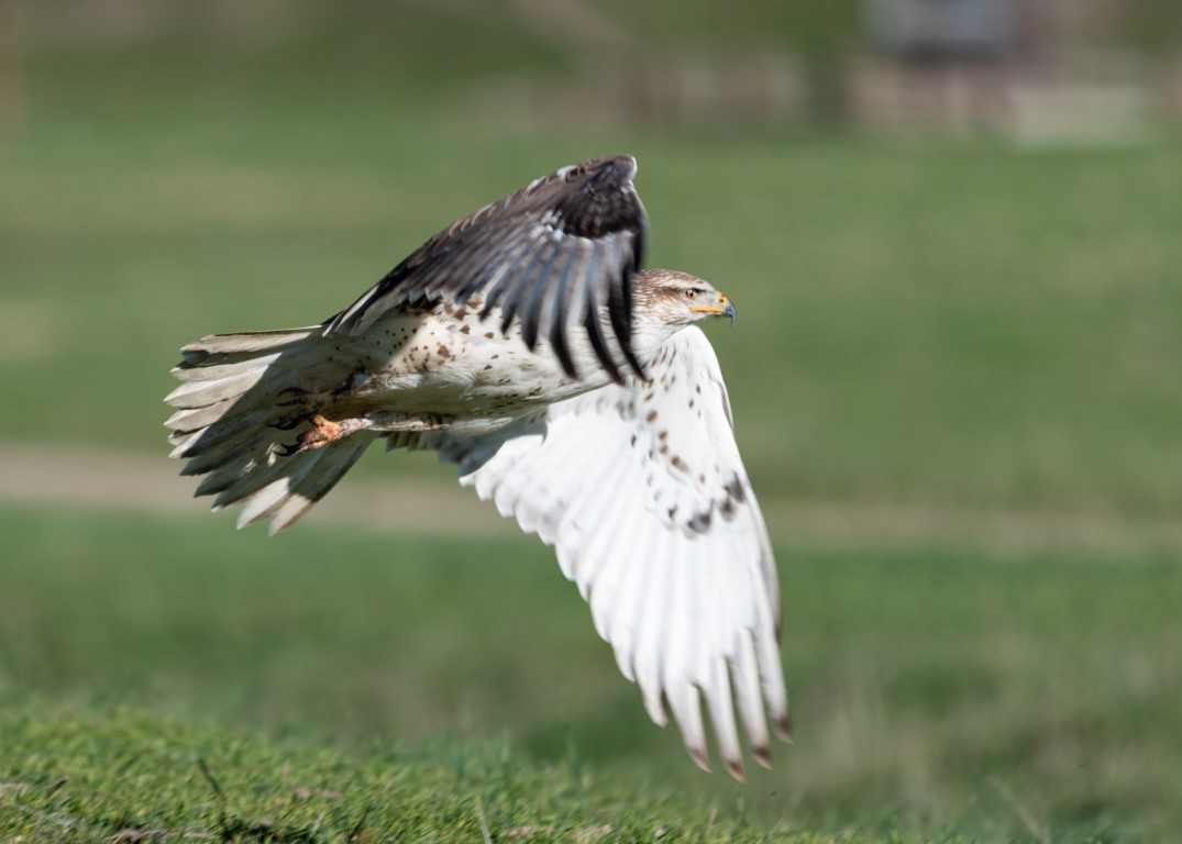 Feruginous Hawk