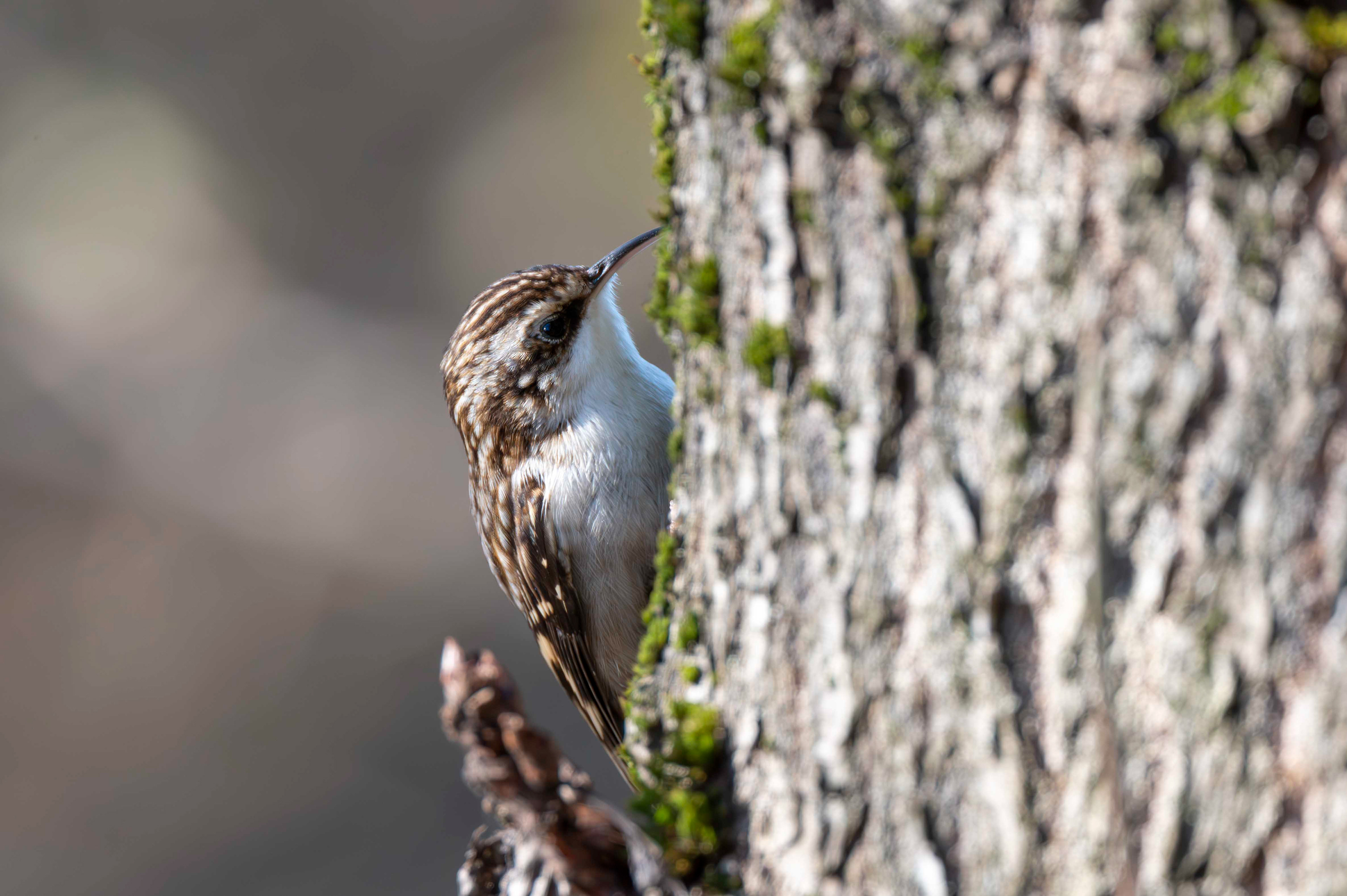Brown Creeper