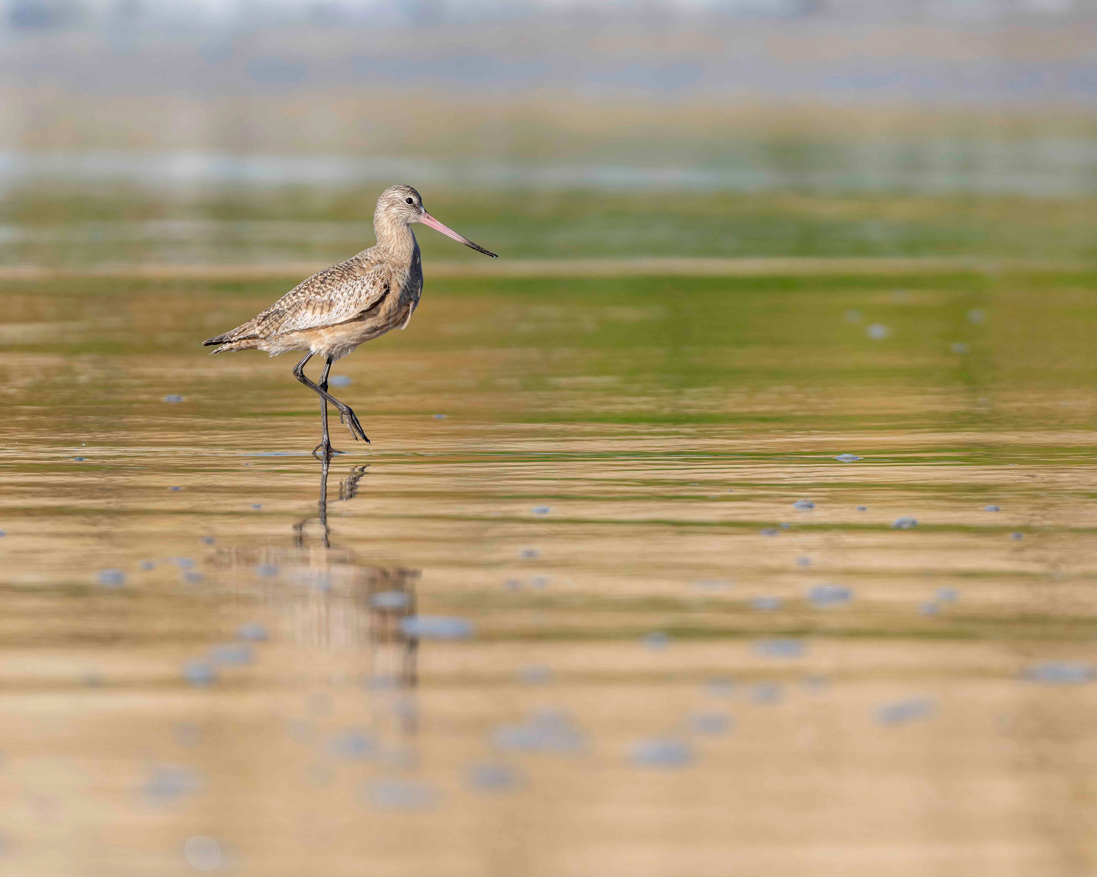 Marbled Godwit
