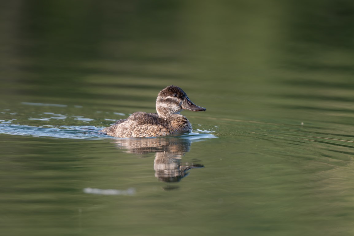 Ruddy Duck