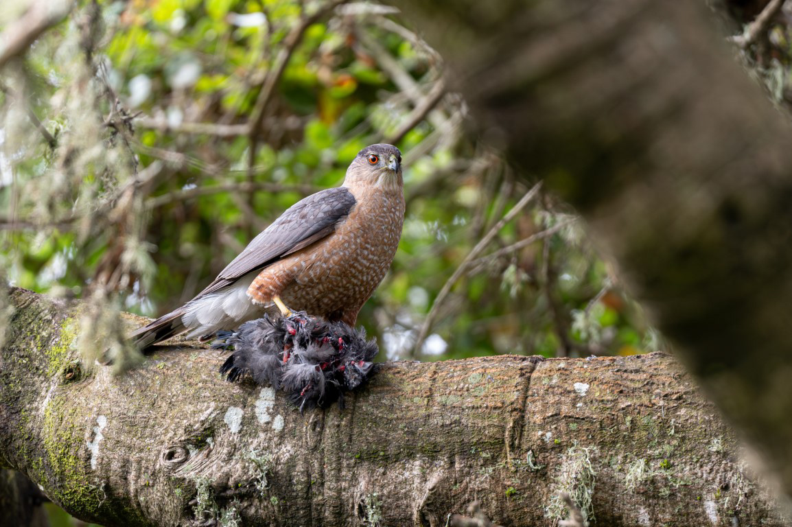 Cooper's Hawk with Prey
