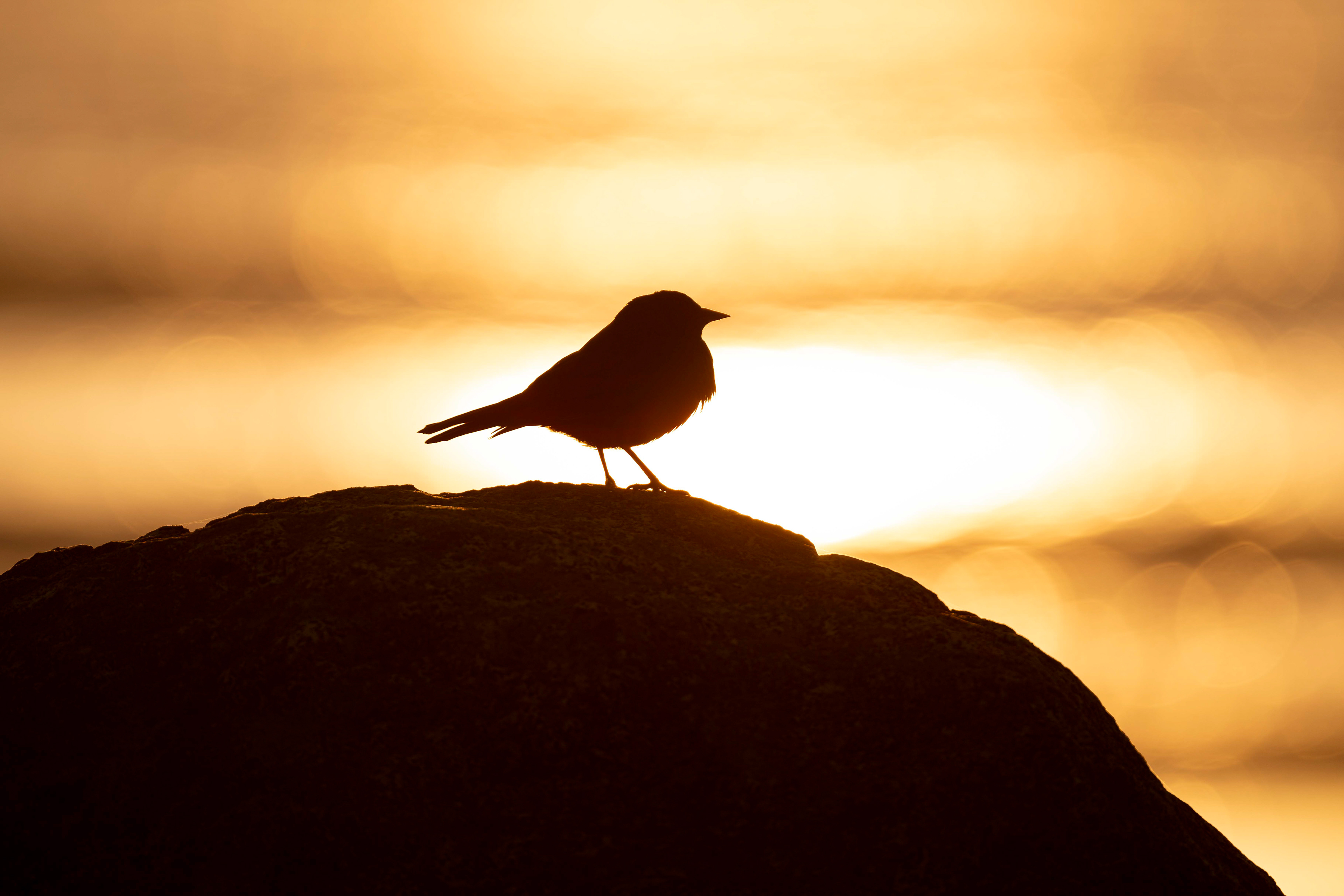 Brewers Blackbird