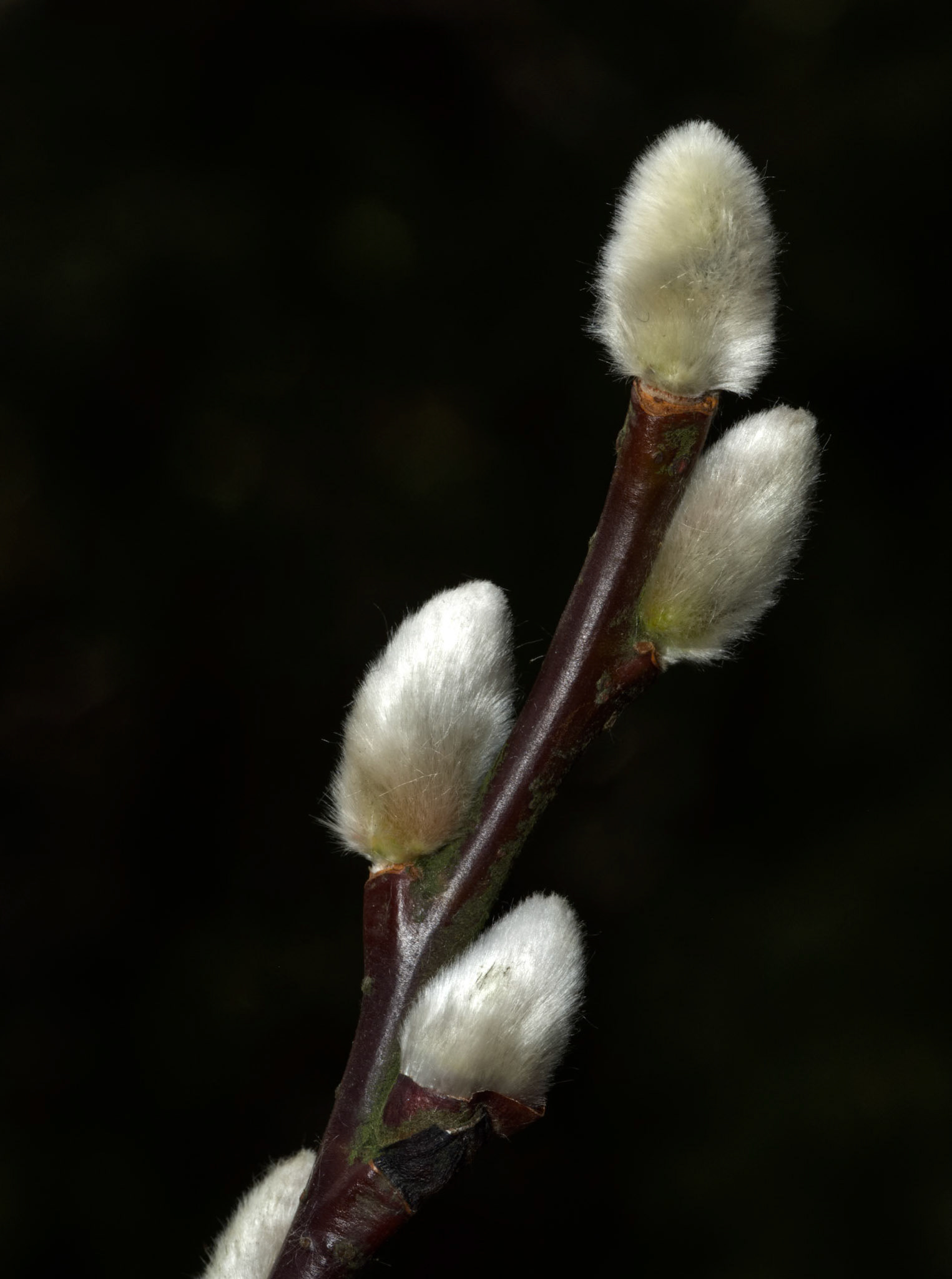P1049869 Pussy Willow