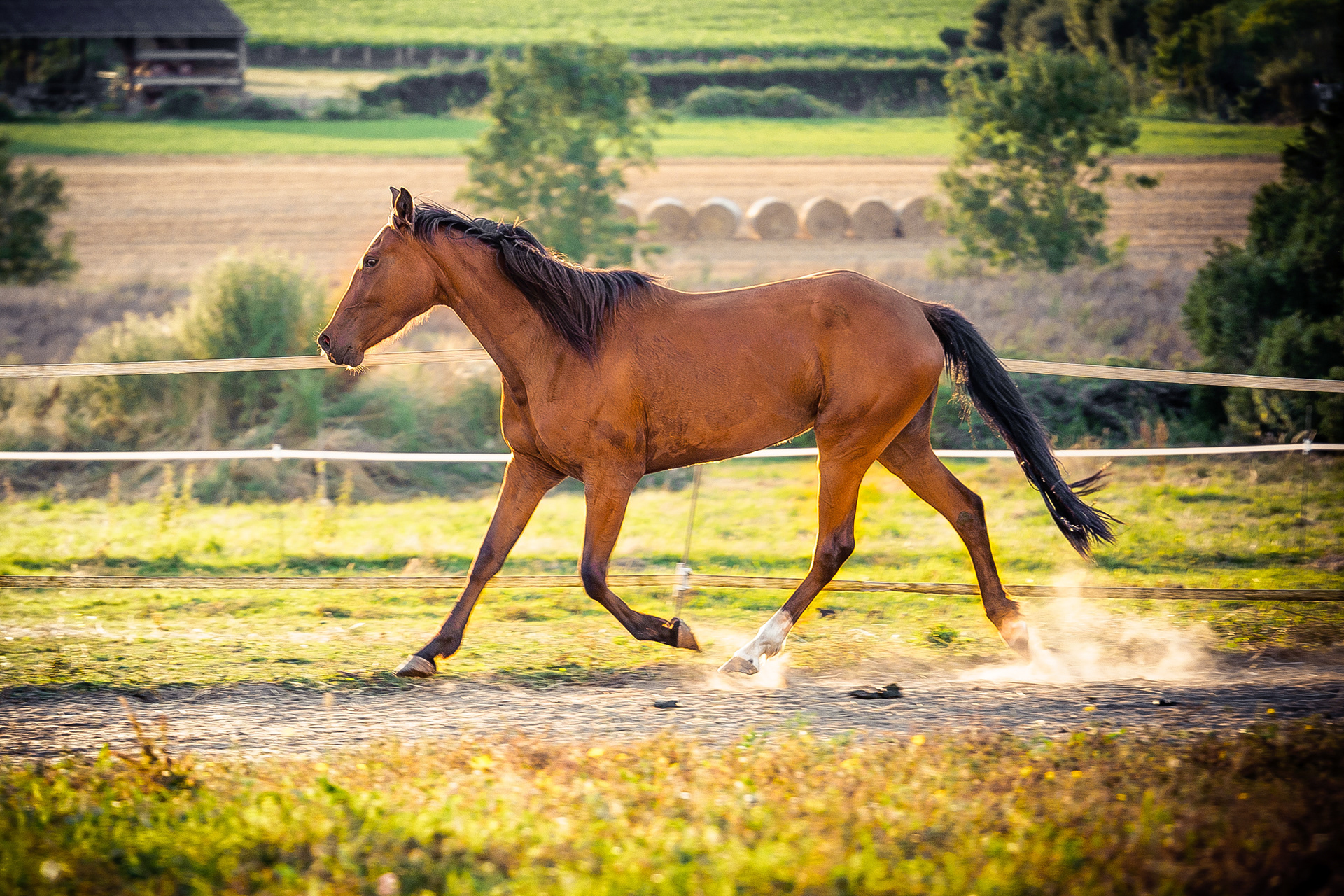 Un cheval