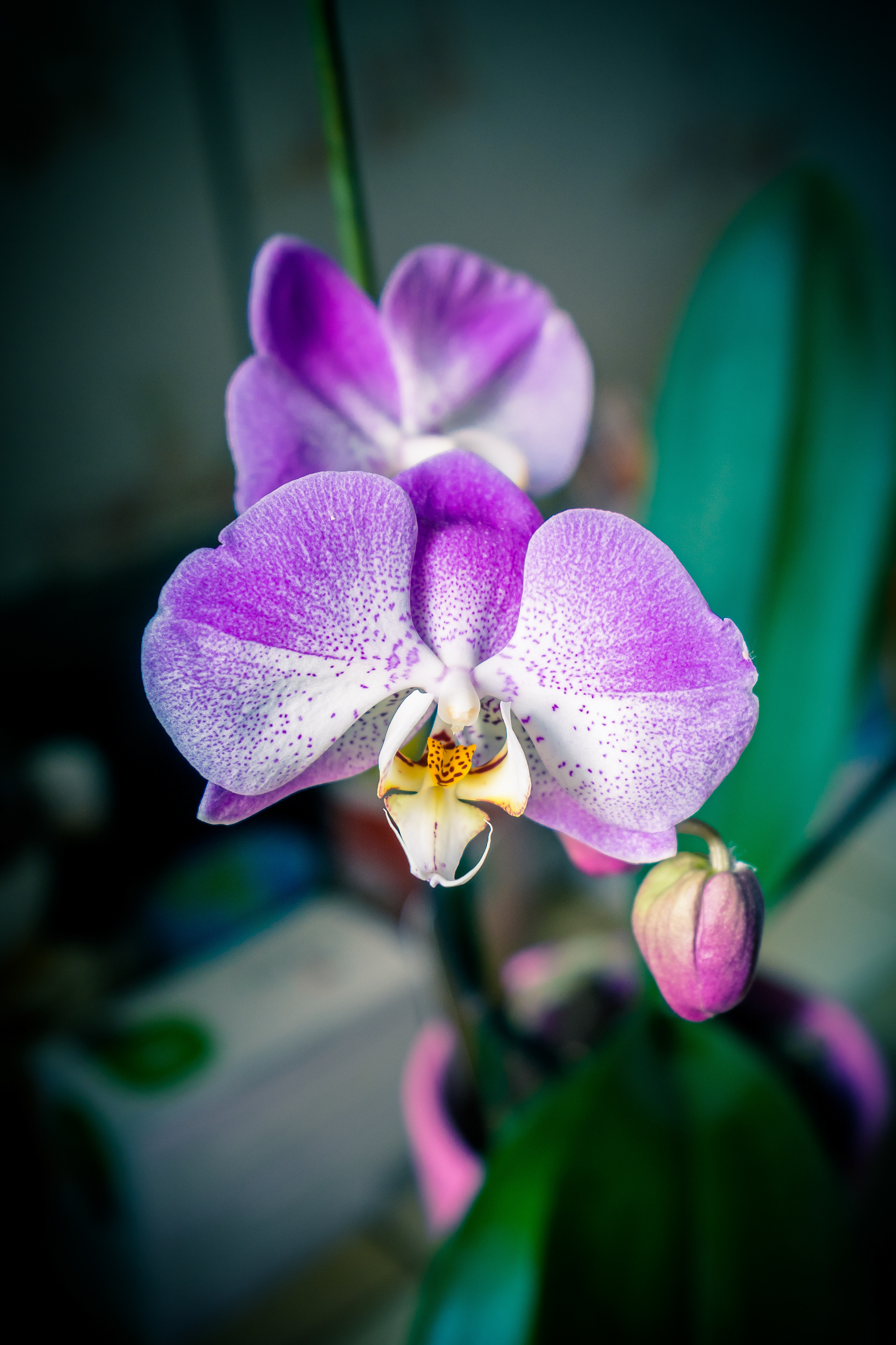 Une orchidée