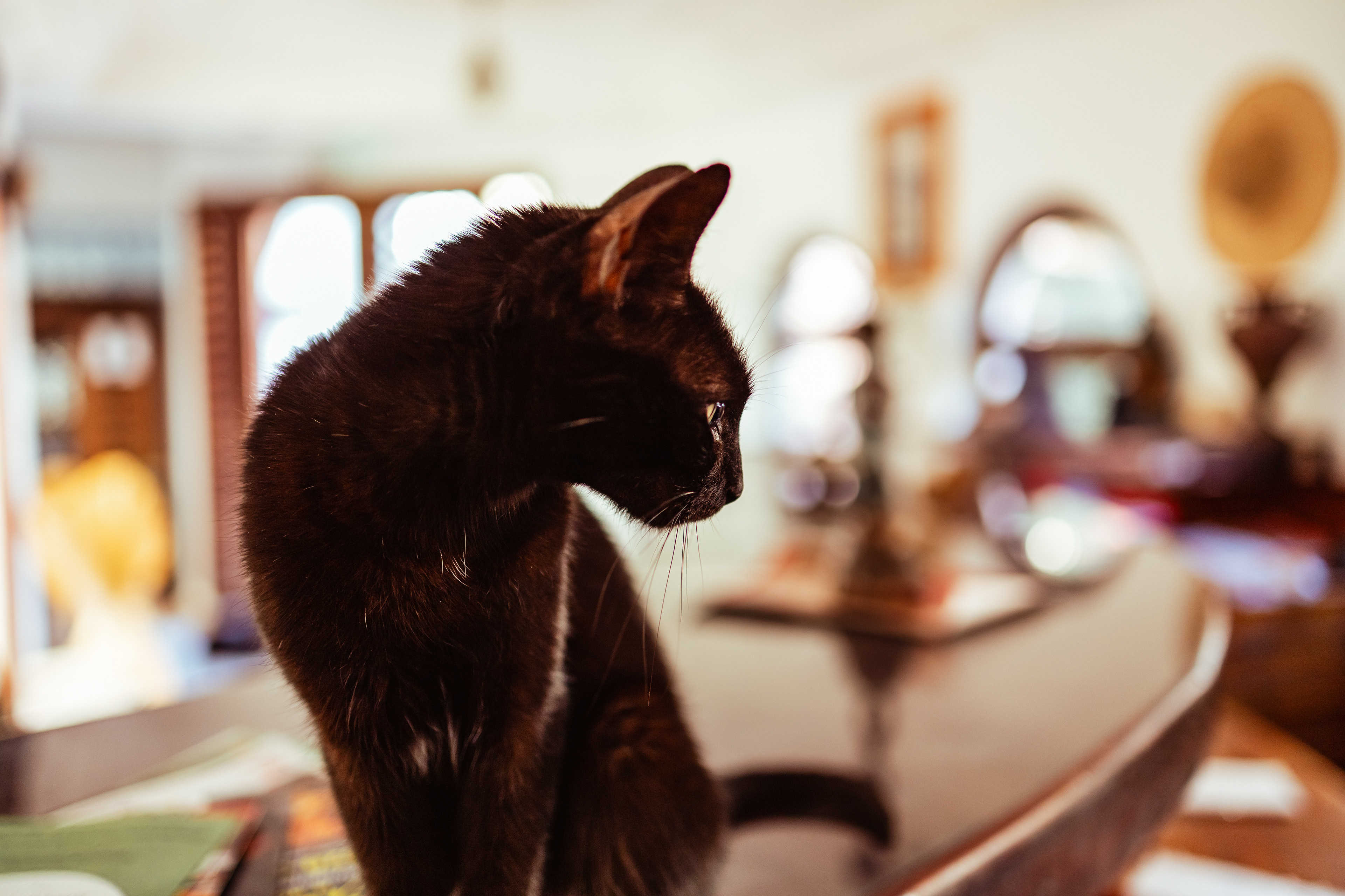 Un chat à Taghazout, Maroc