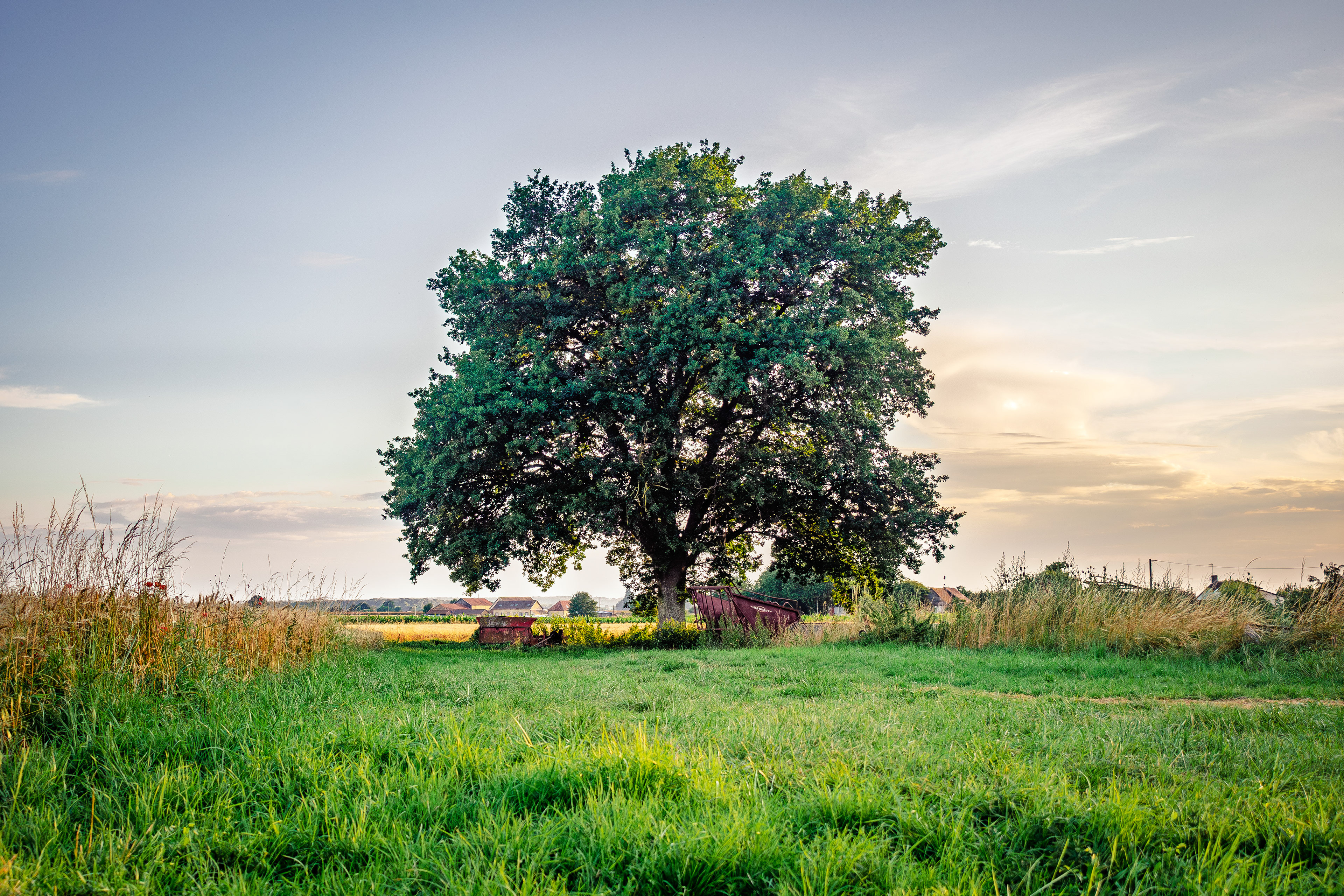 Un arbre à Nouans, en France