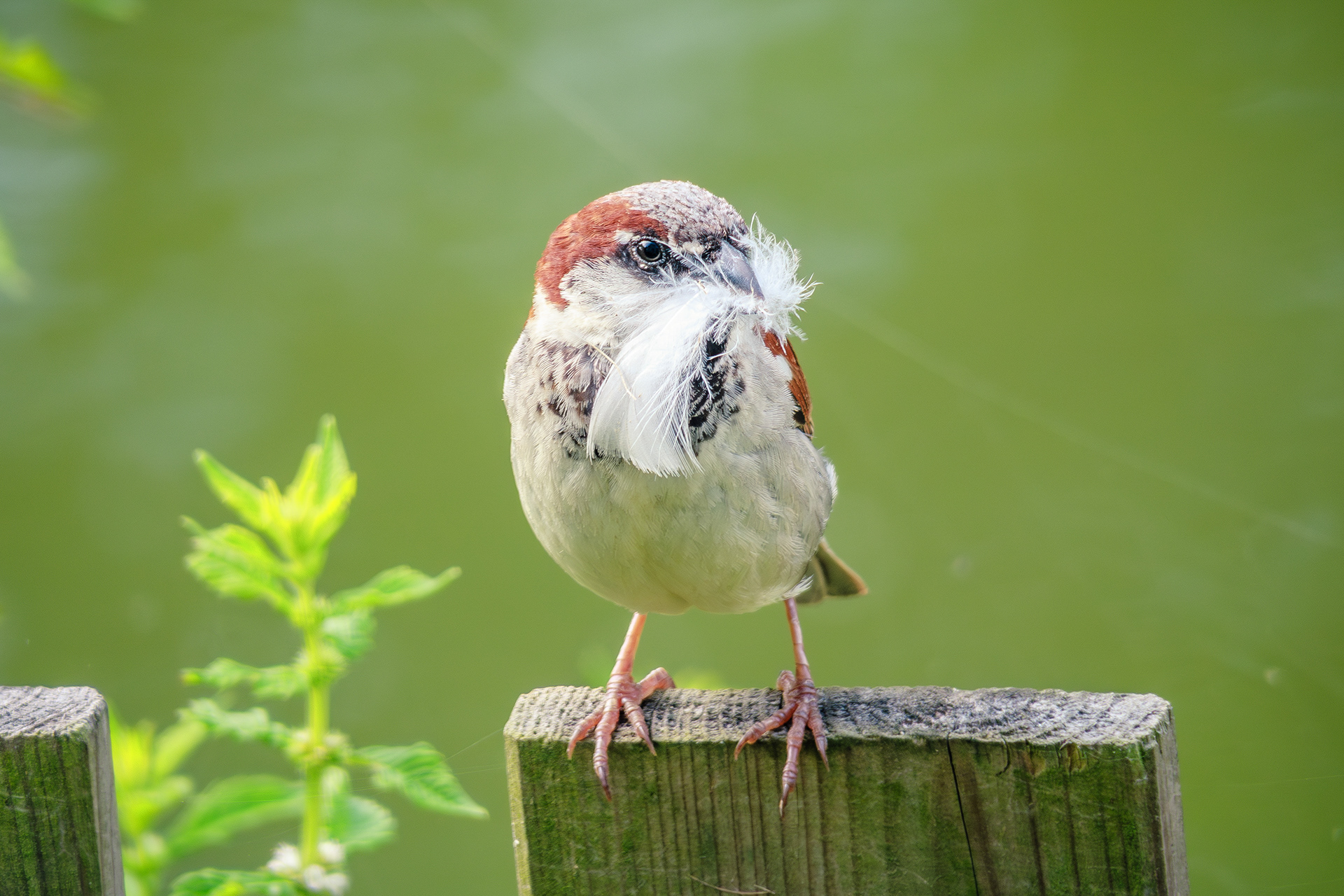 Un oiseau