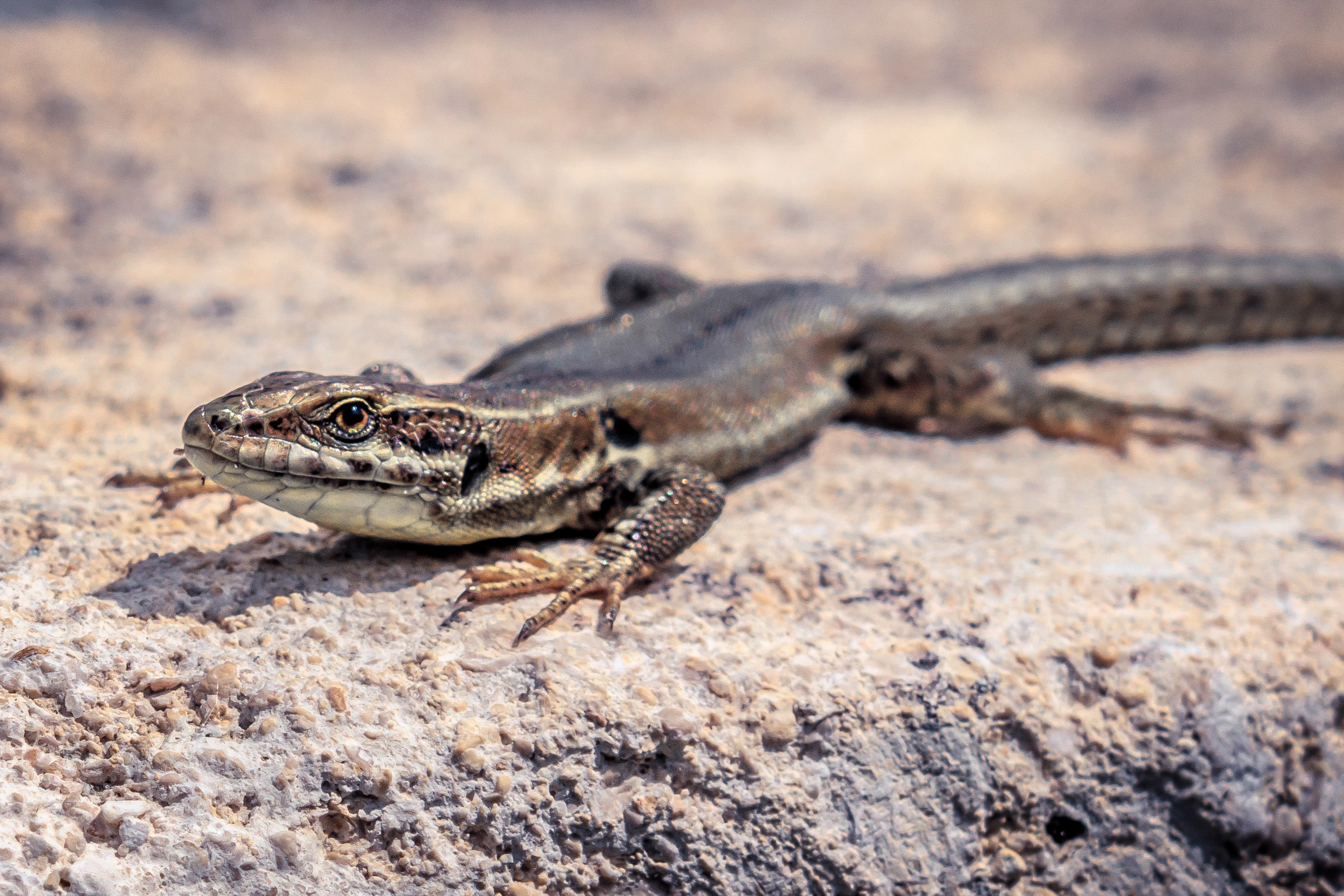 Un lézard
