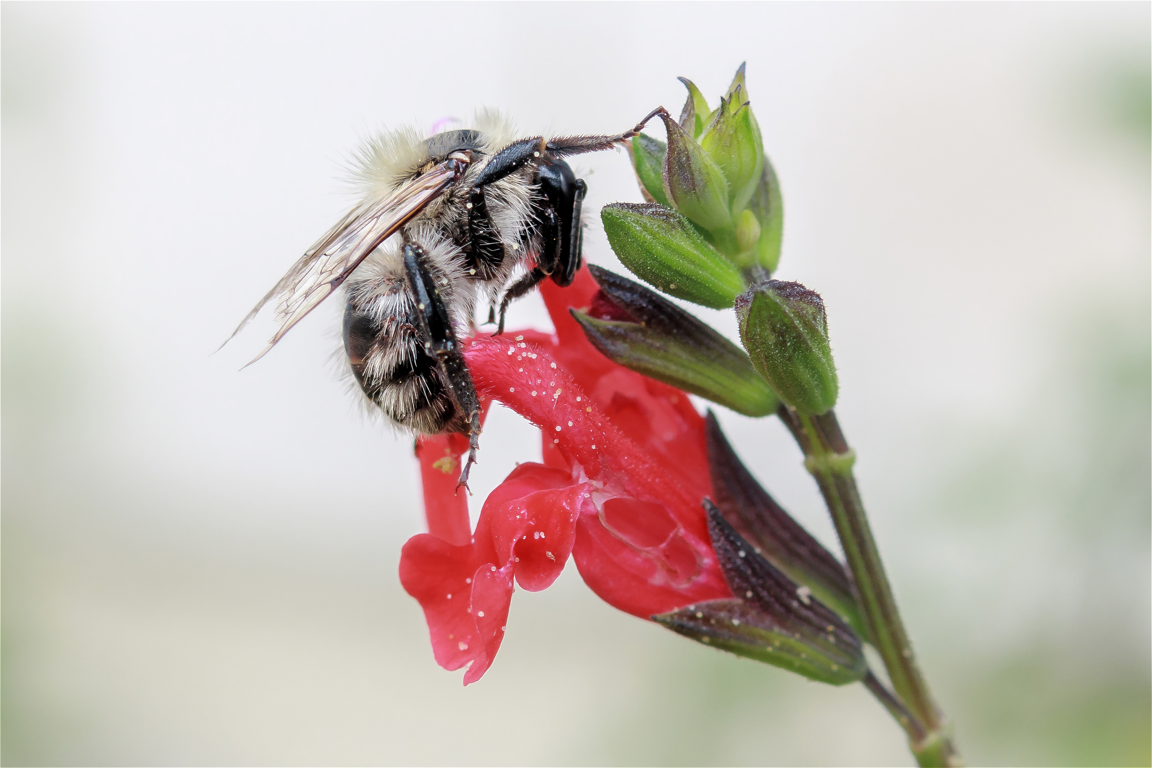 Une abeille