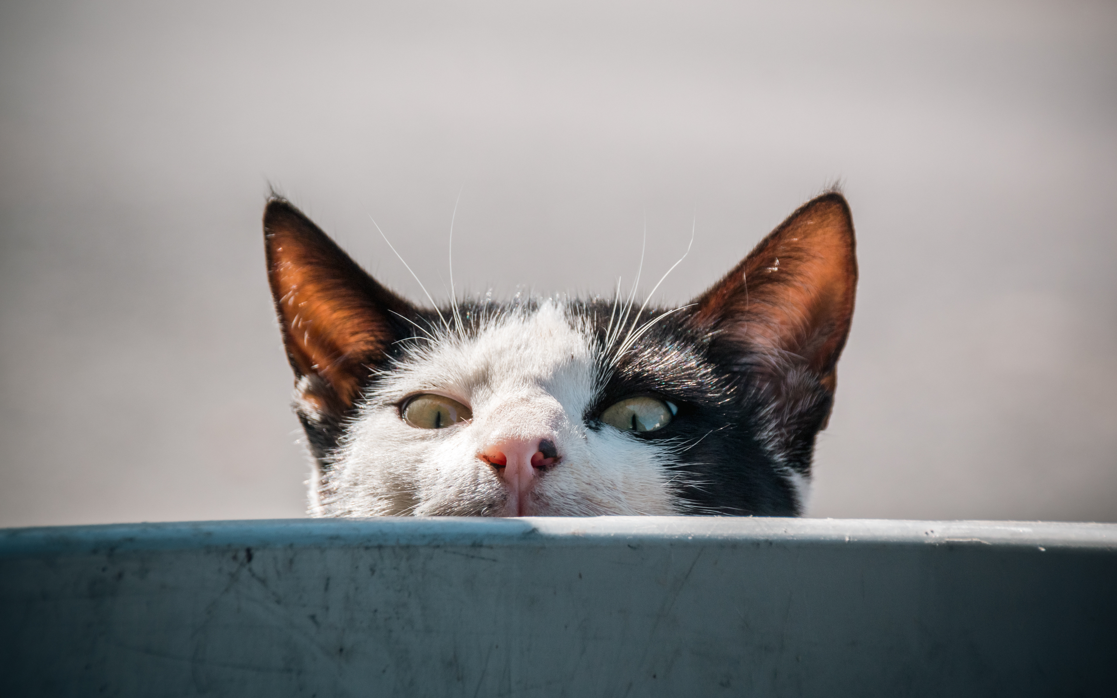Un chat