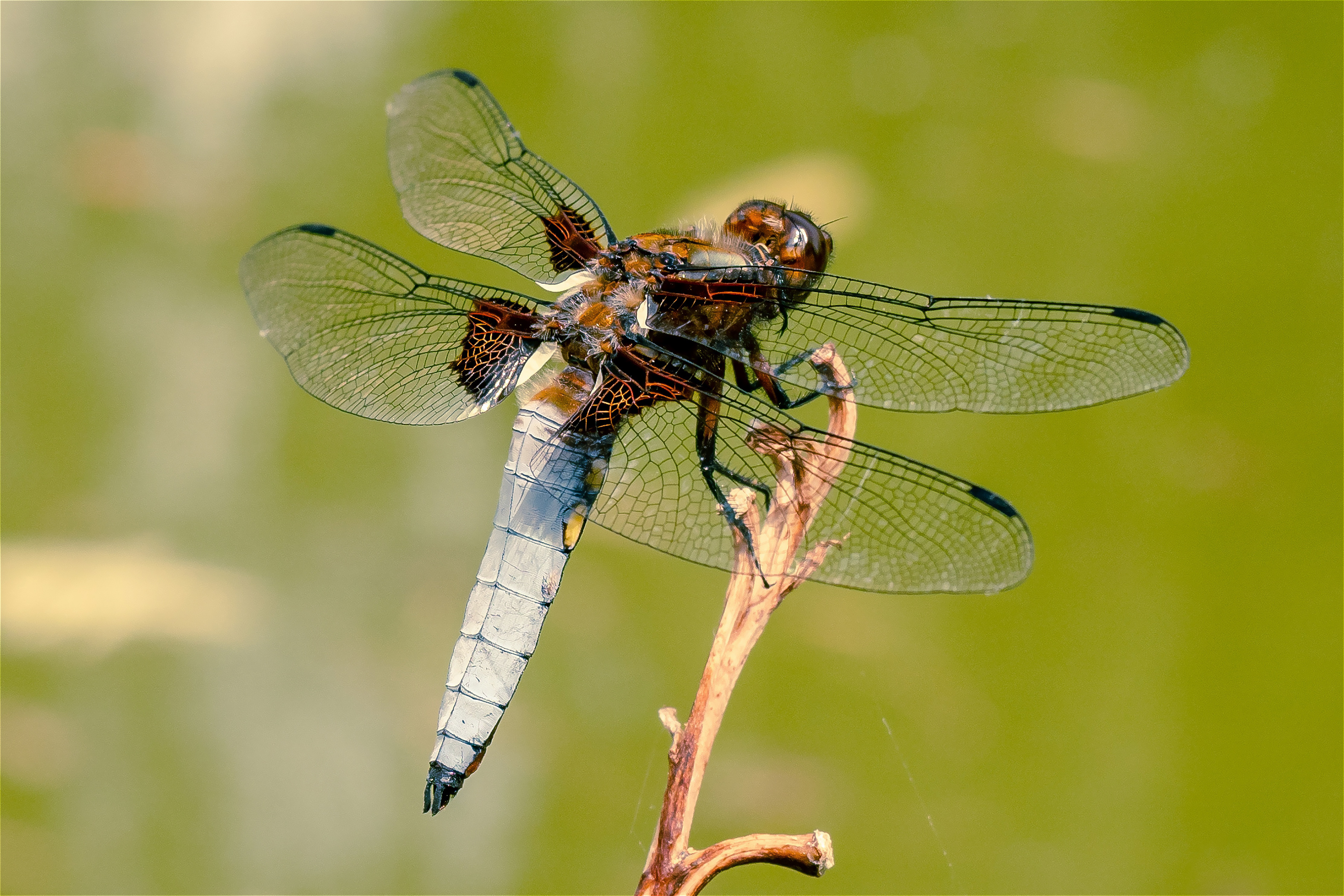 Une libellule