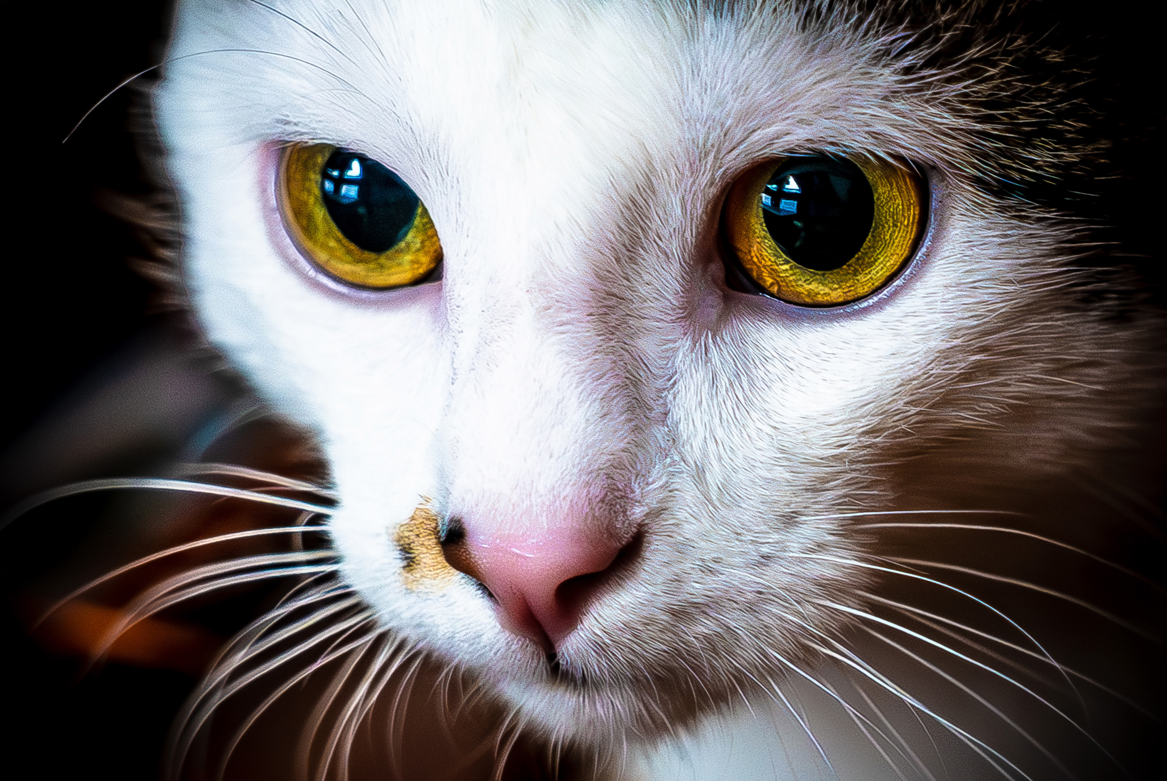 Chat en gros plan