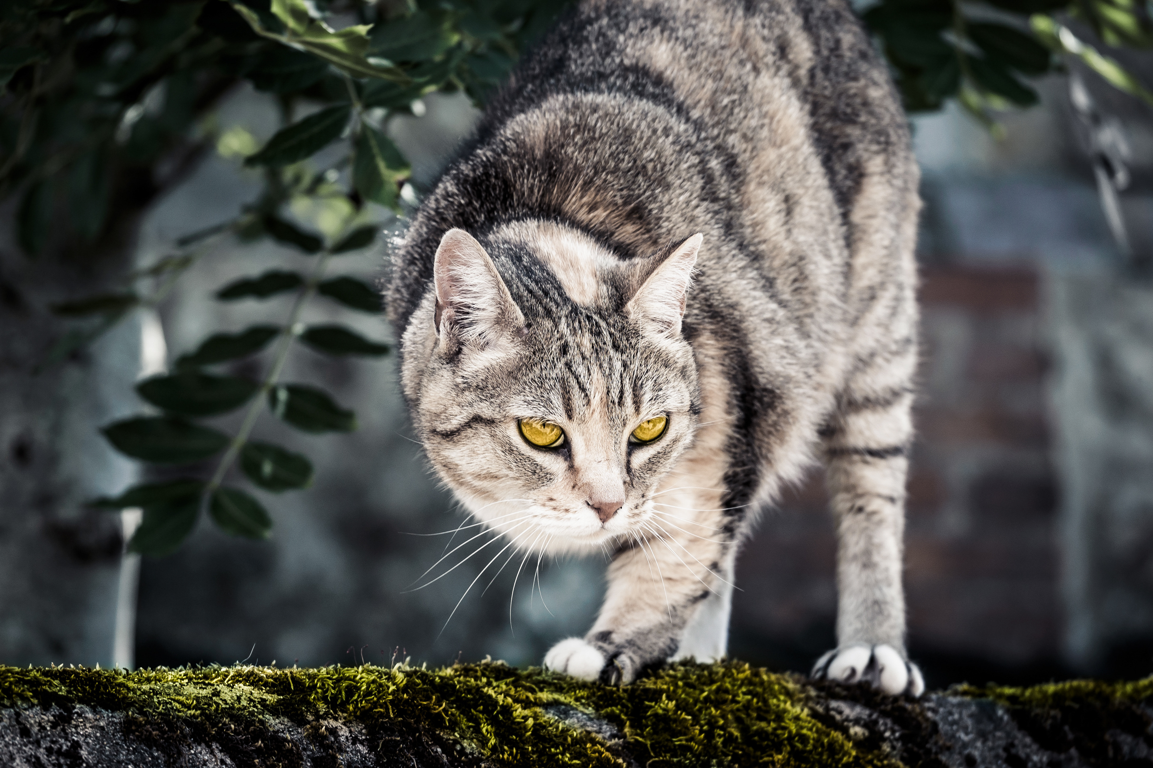 Un chat avec une patte en moins