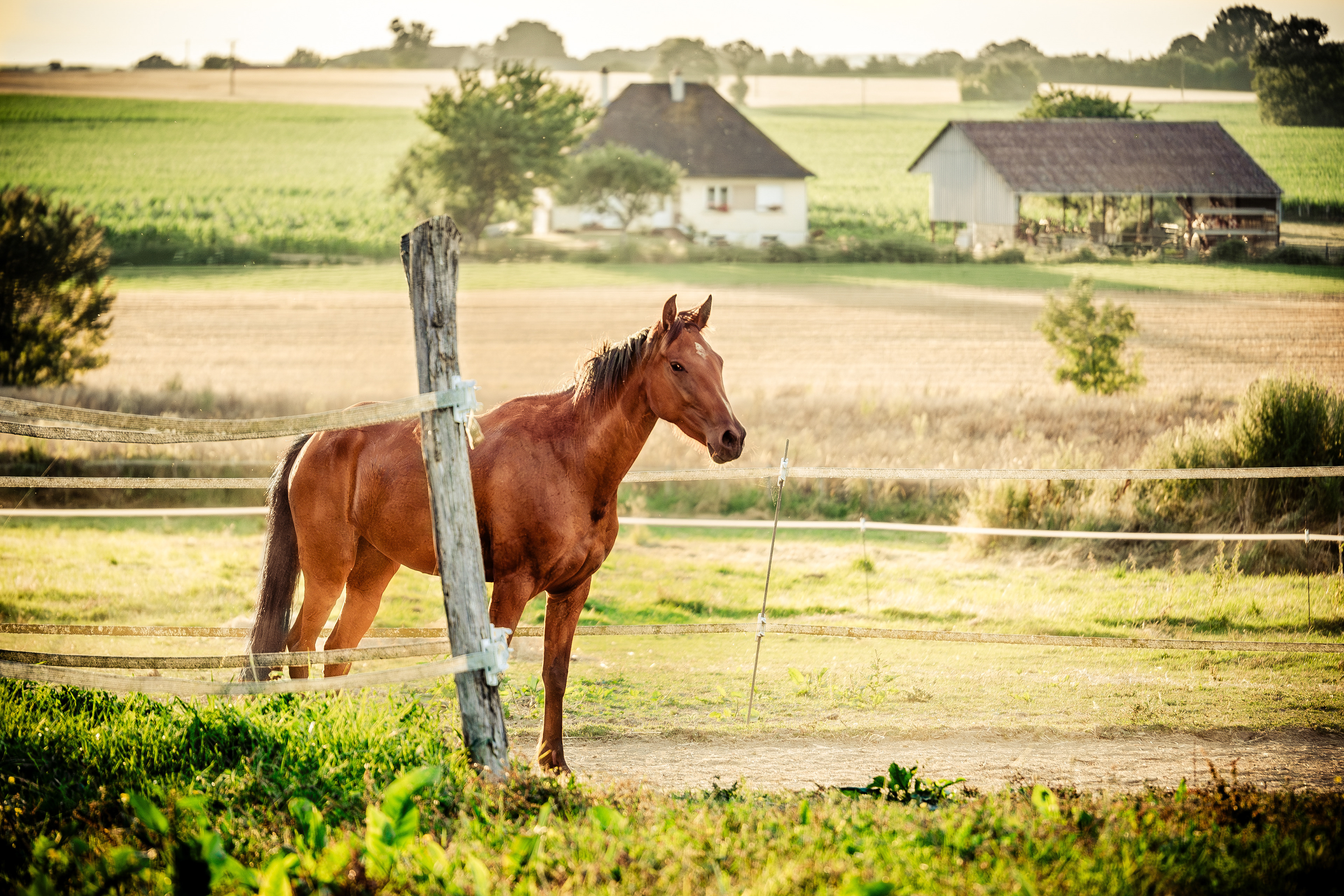Cheval