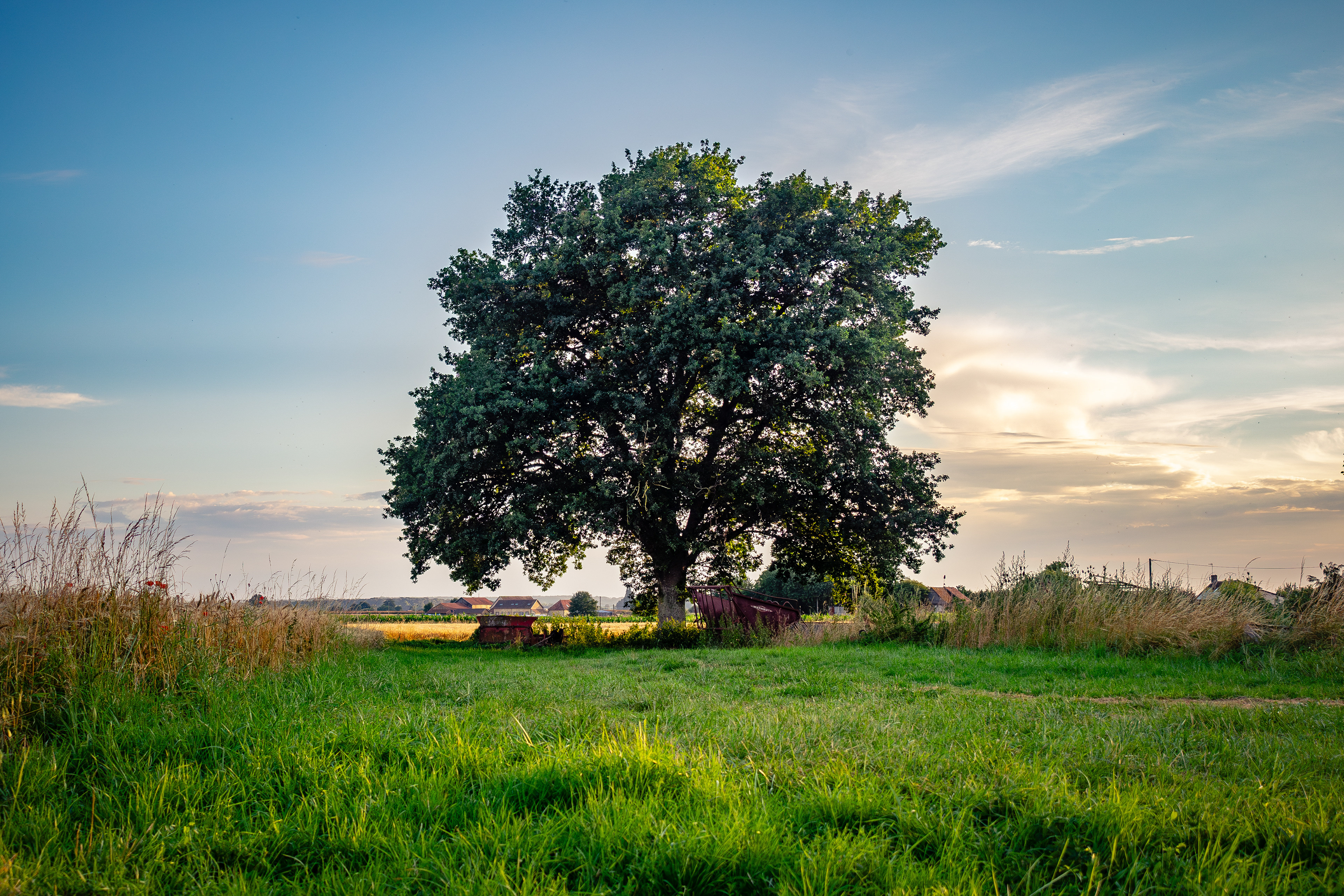 Un arbre à Nouans, en France
