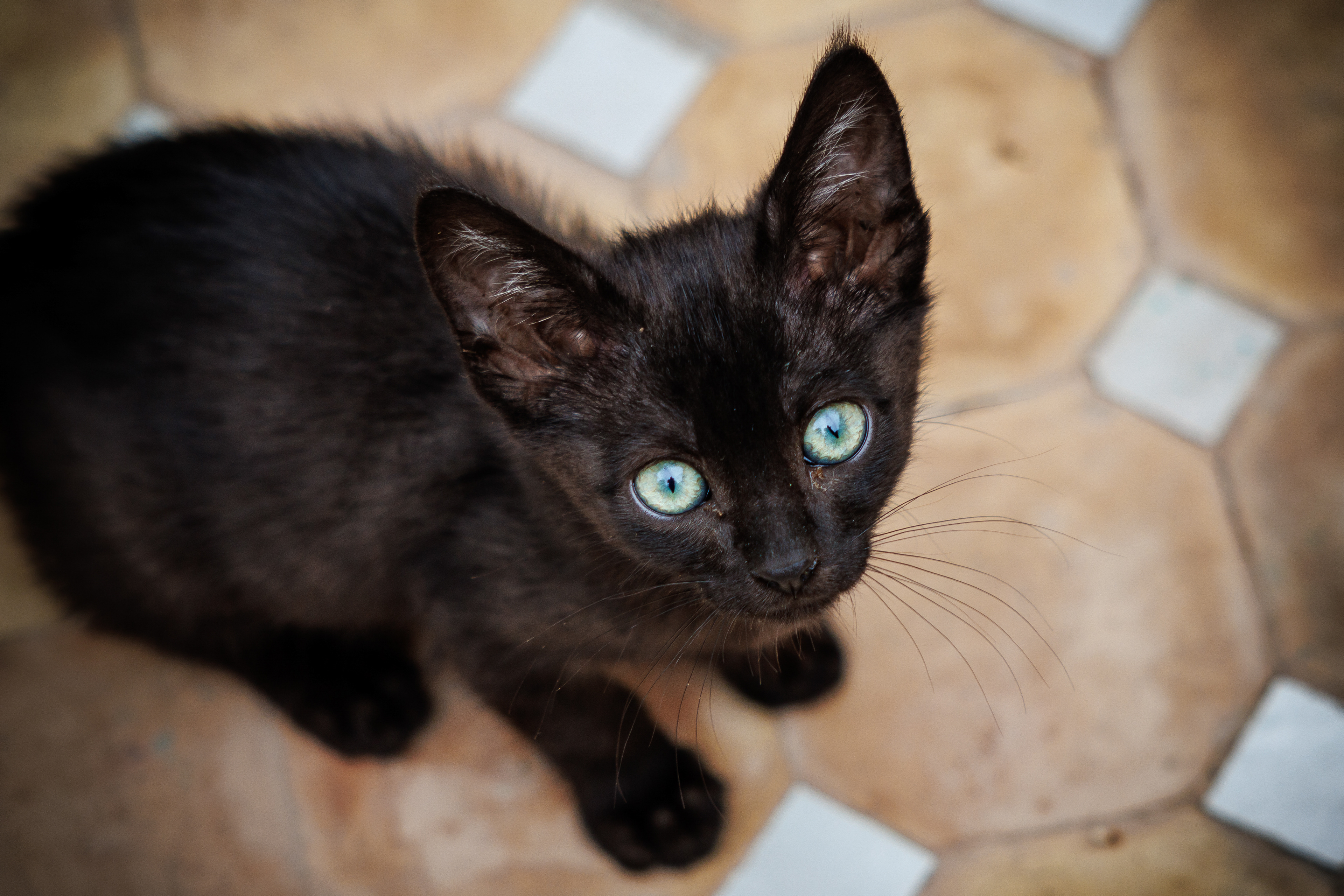 Un chat qui me regarde