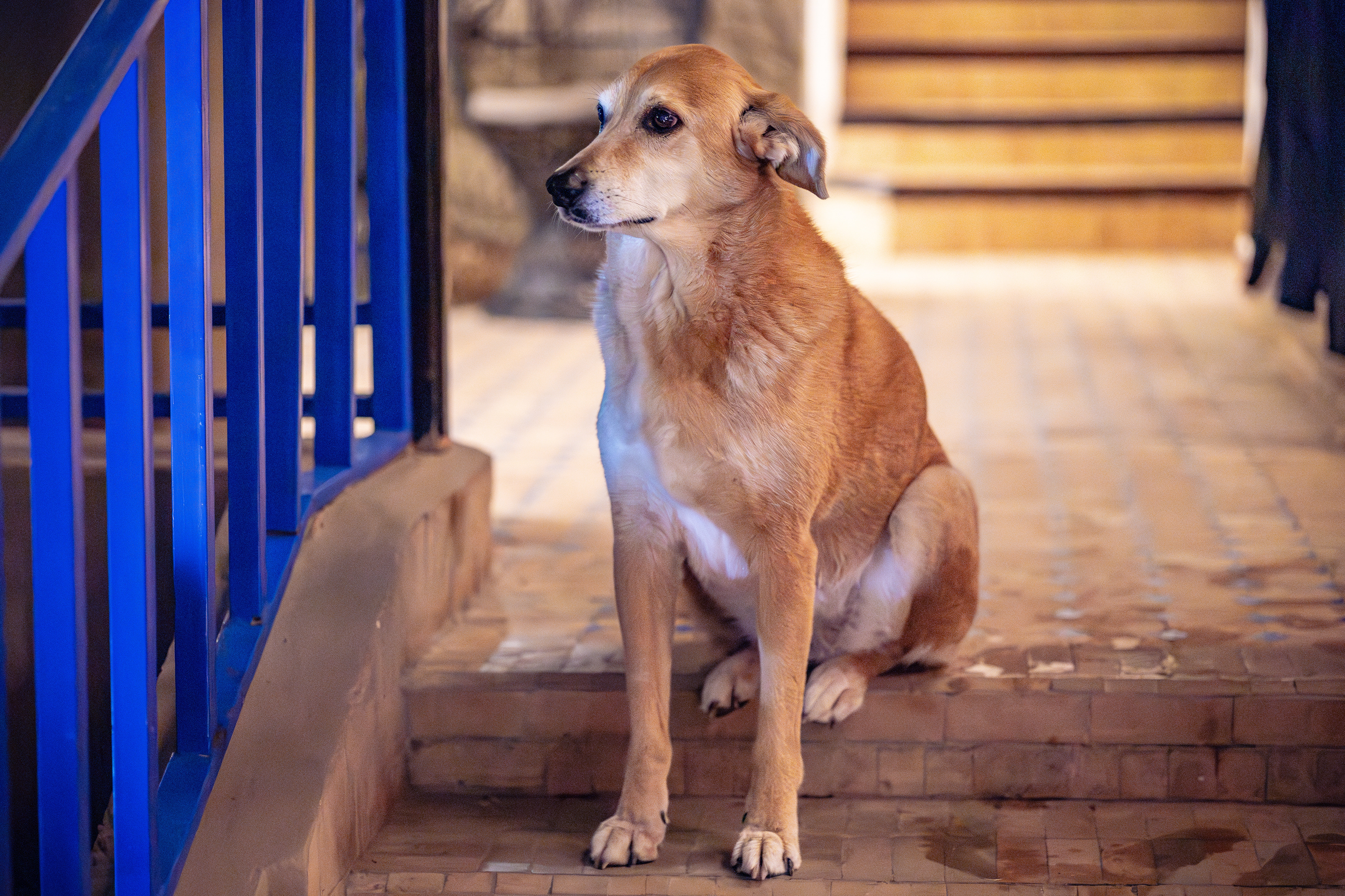 Un chien