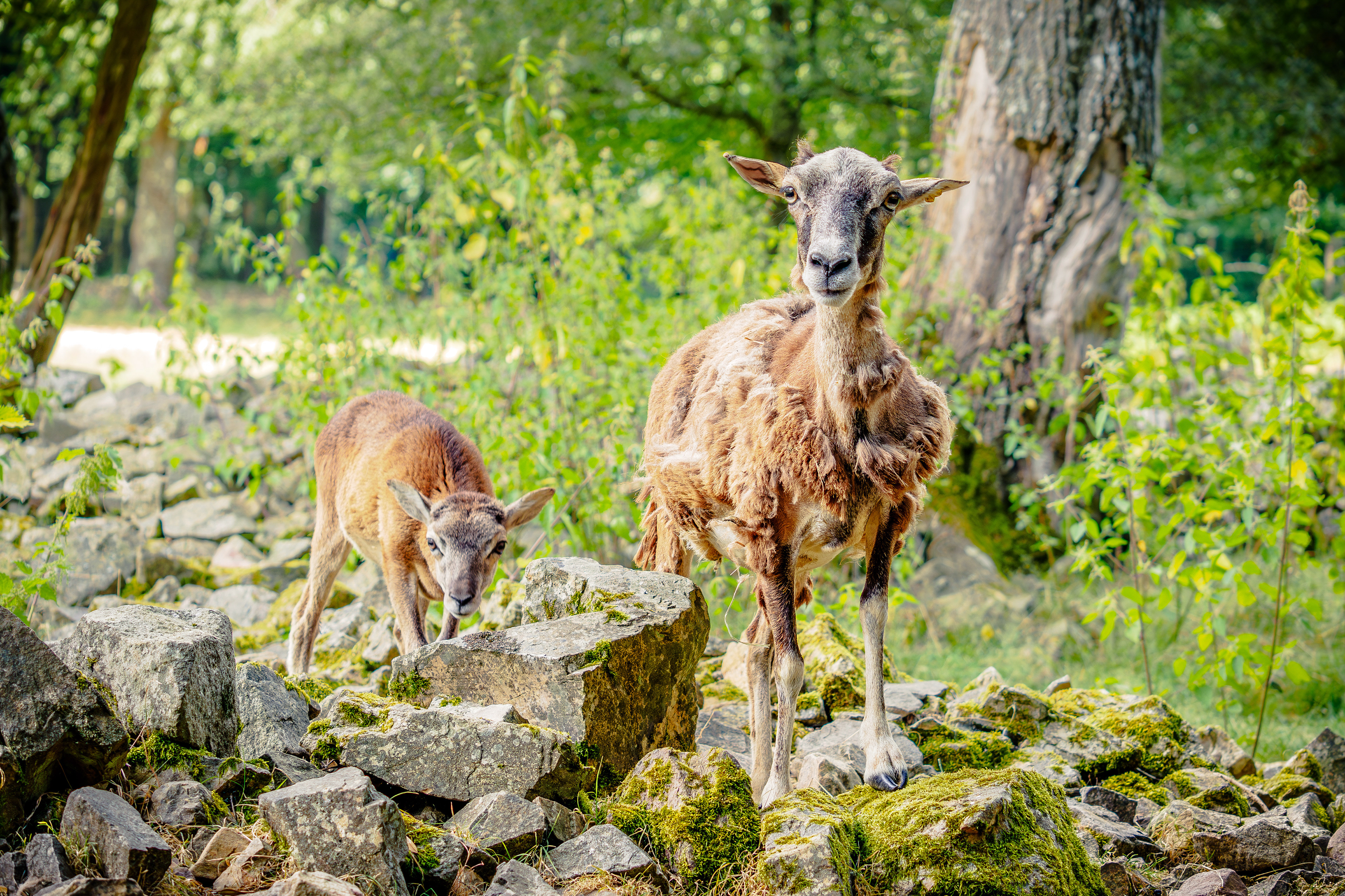 Moutons