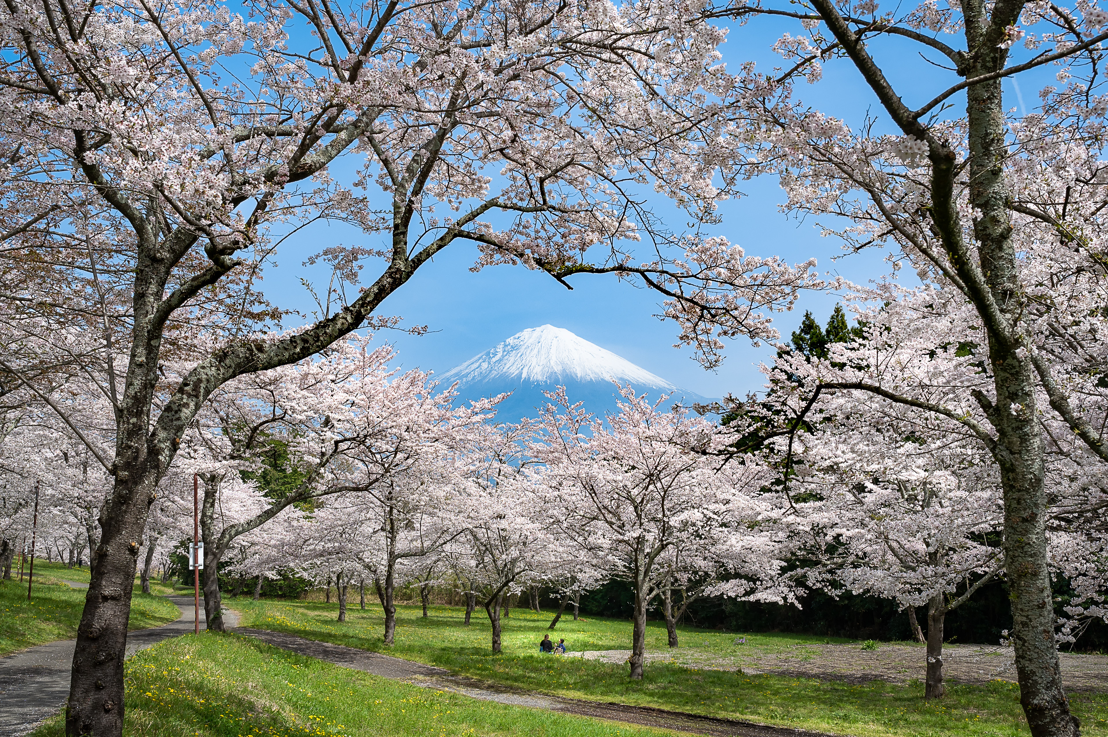 Location:Shizuoka,Japan