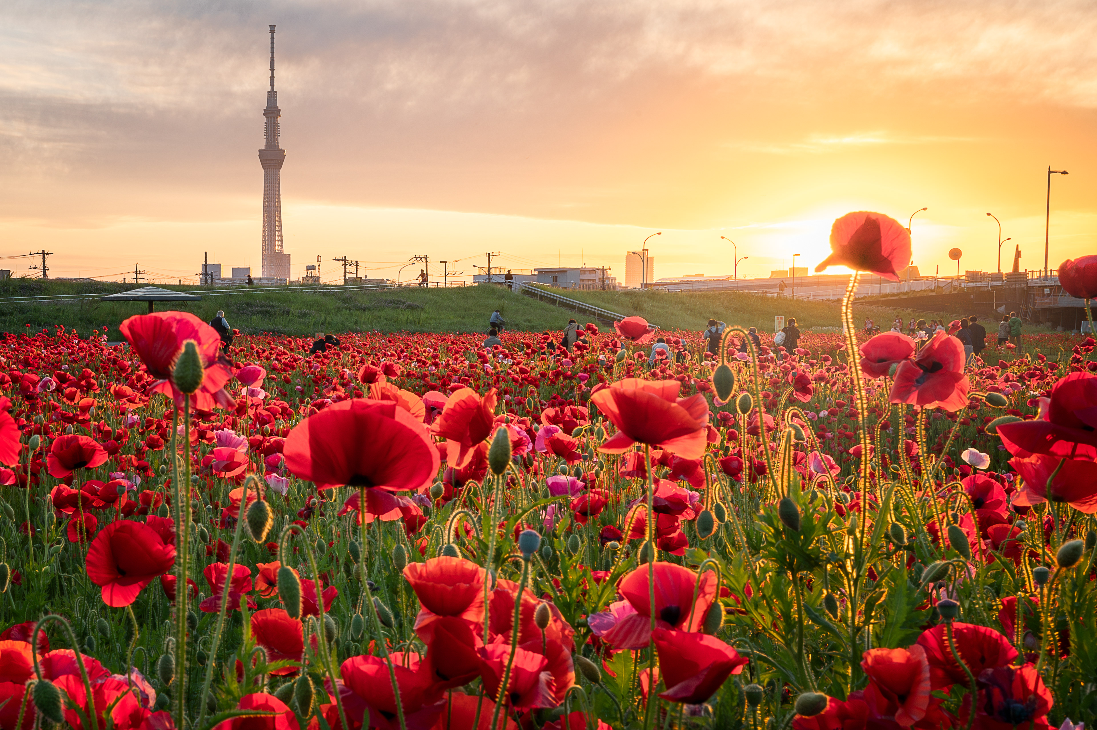 Location:Tokyo,Japan