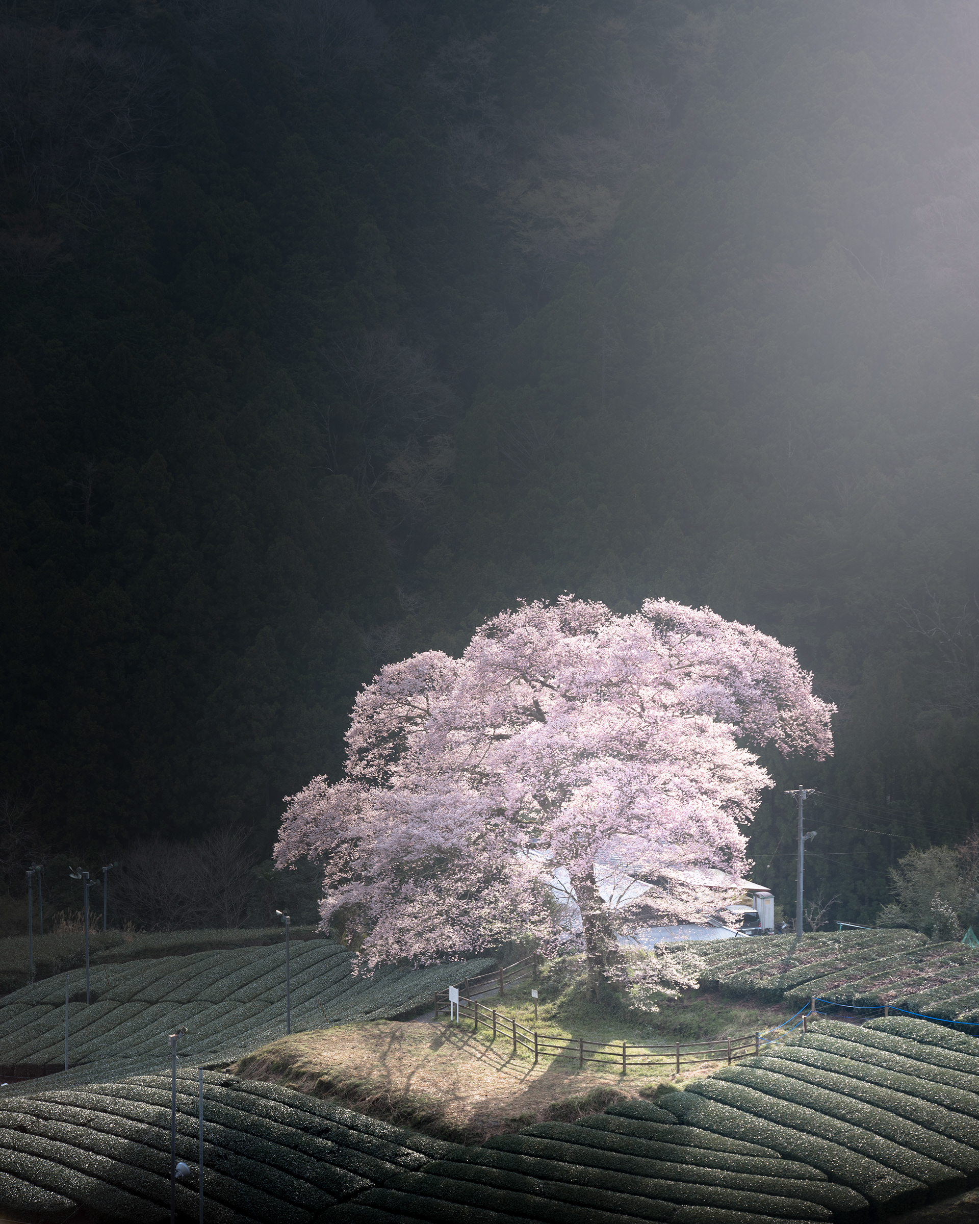 Location:Shizuoka,Japan