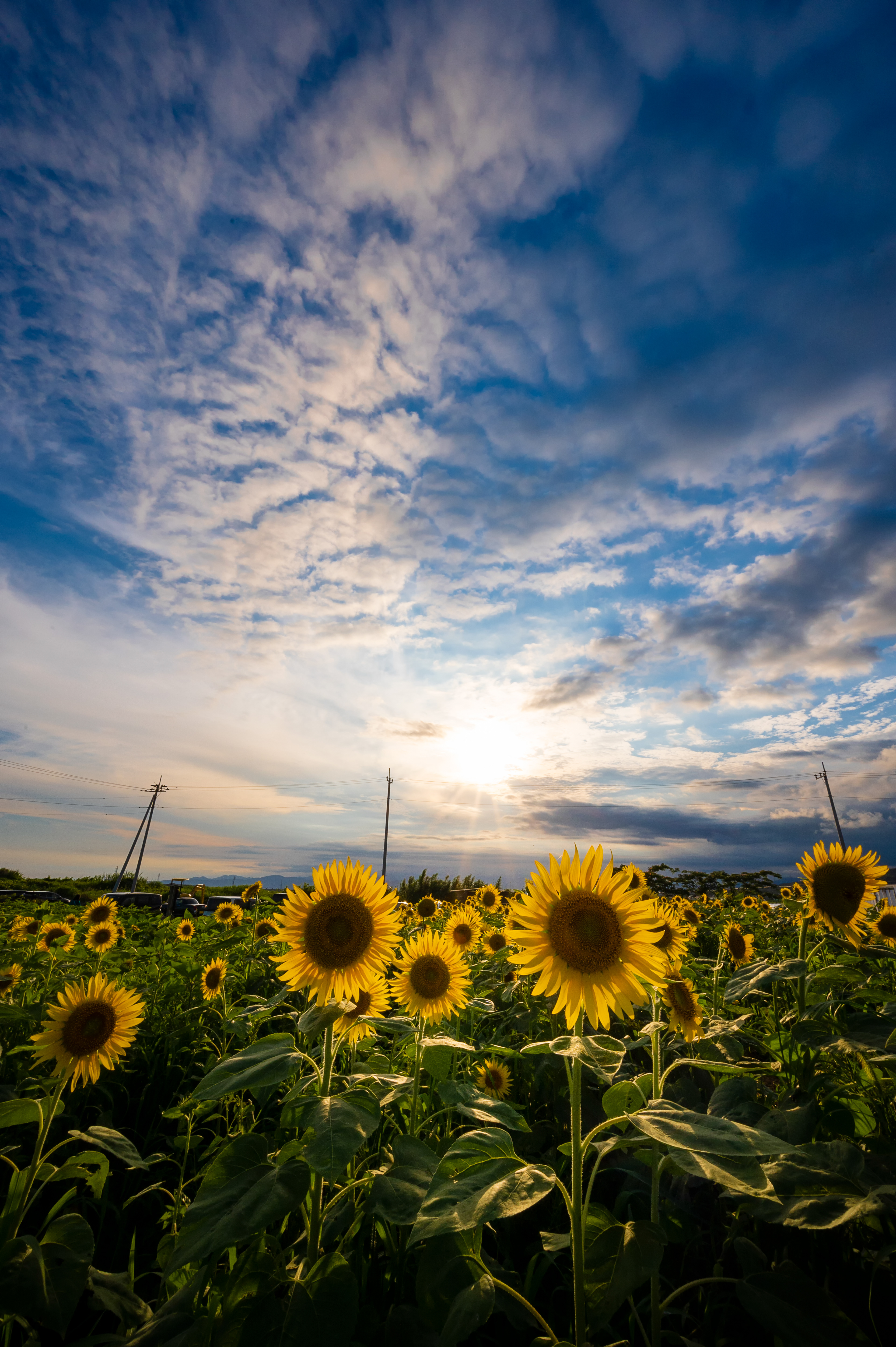 Location:Shizuoka,Japan
