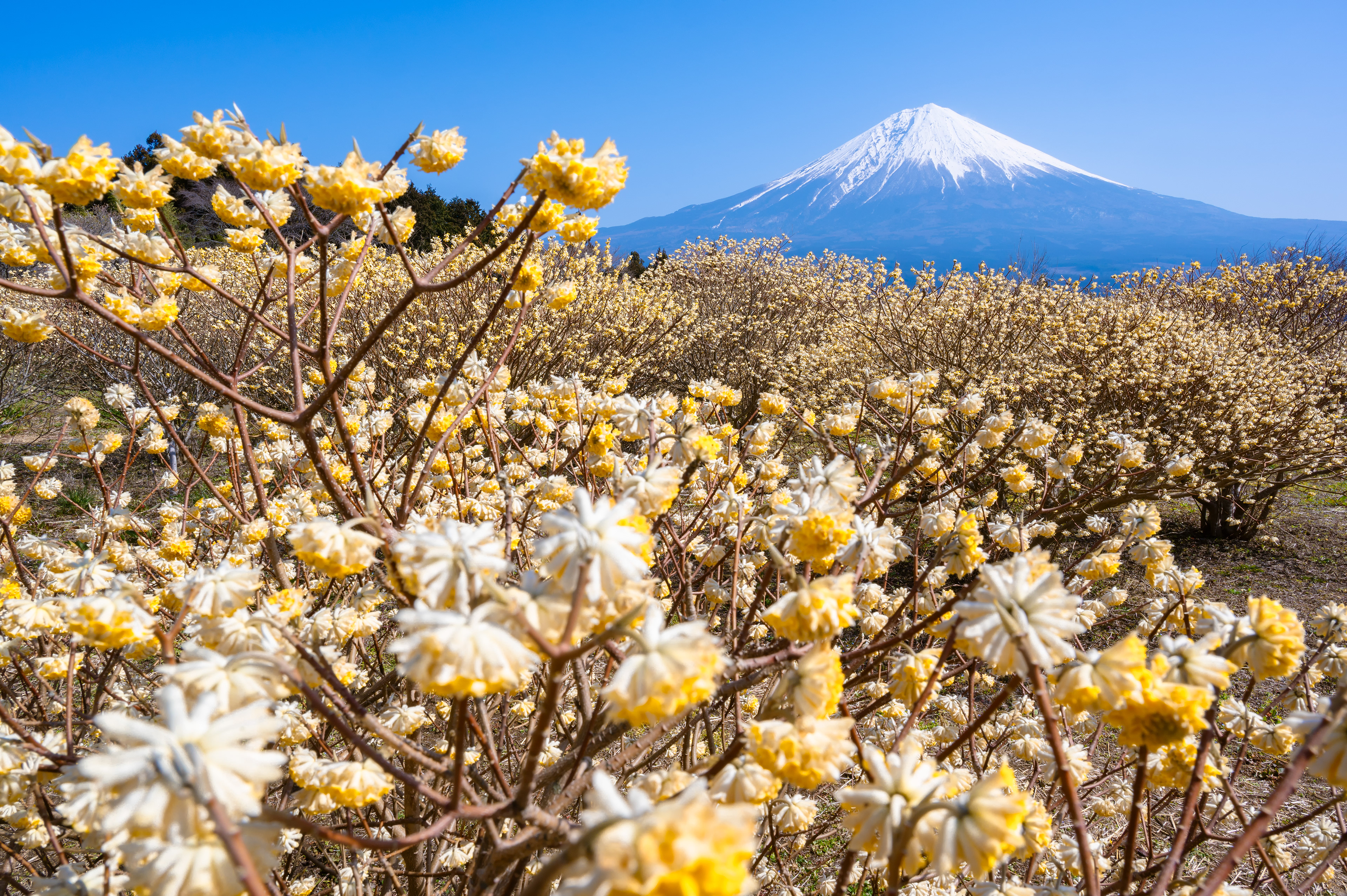 Location:Shizuoka,Japan