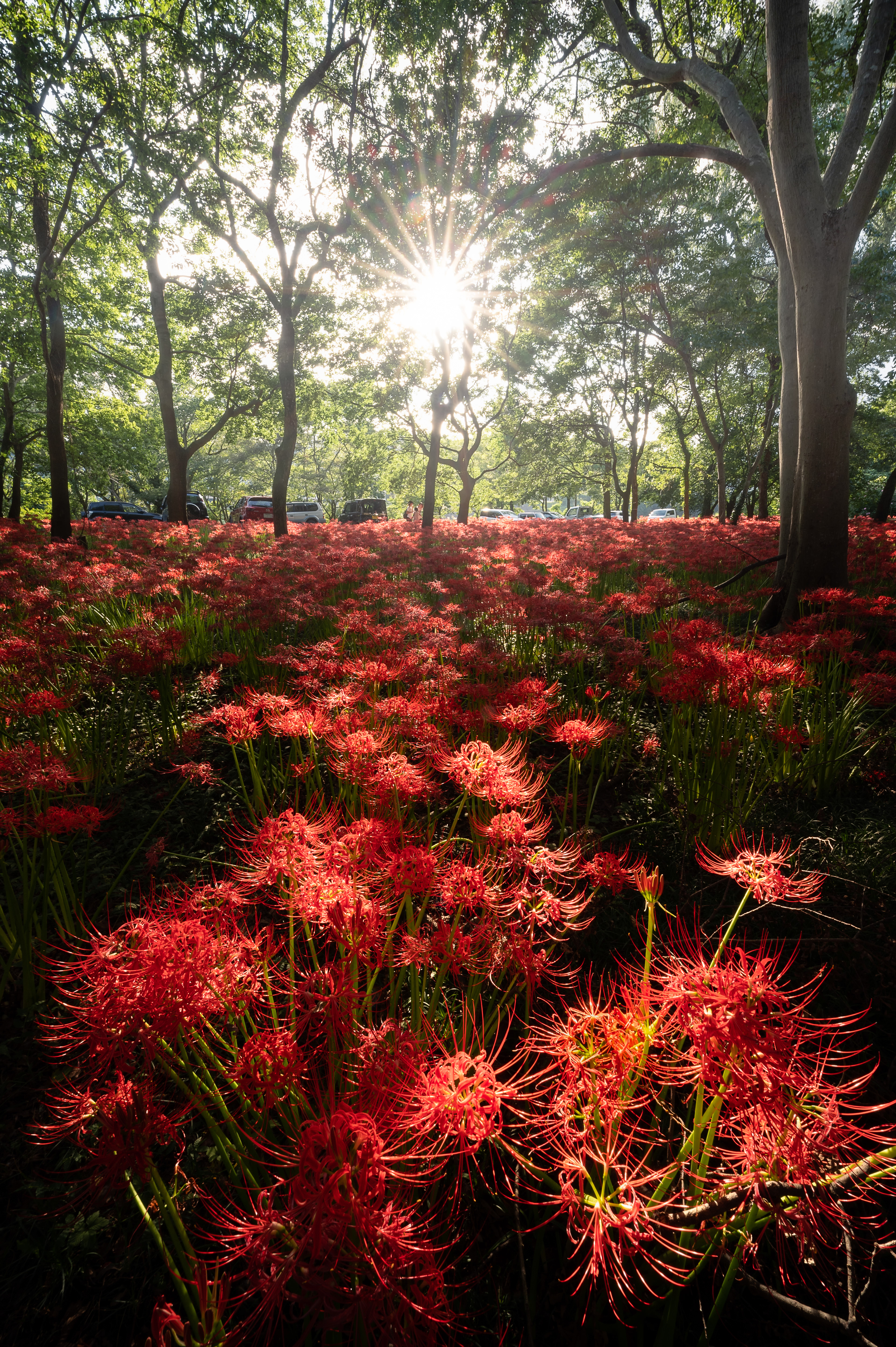 Location:Shizuoka,Japan