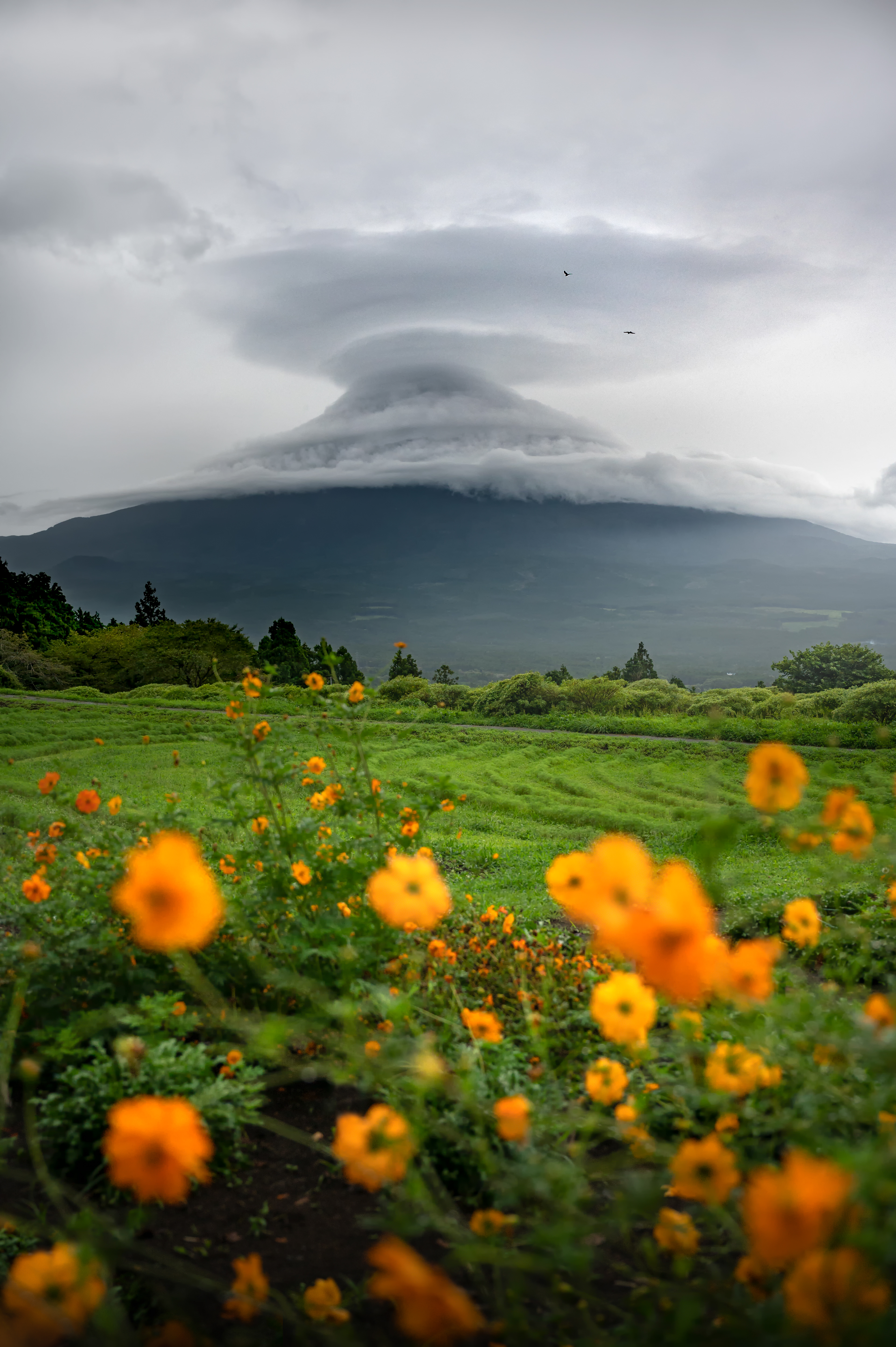 Location:Shizuoka,Japan
