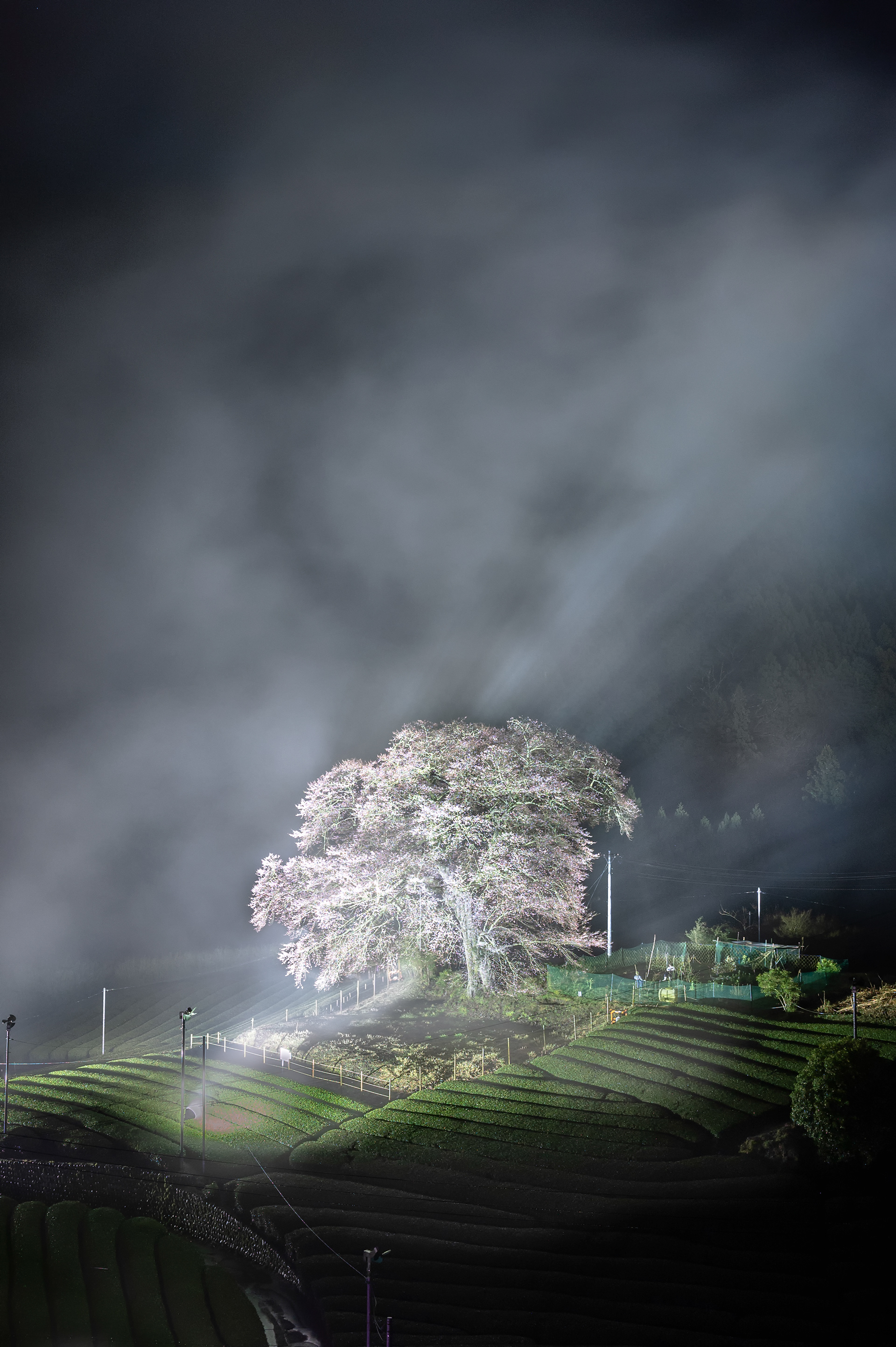 Location:Shizuoka,Japan