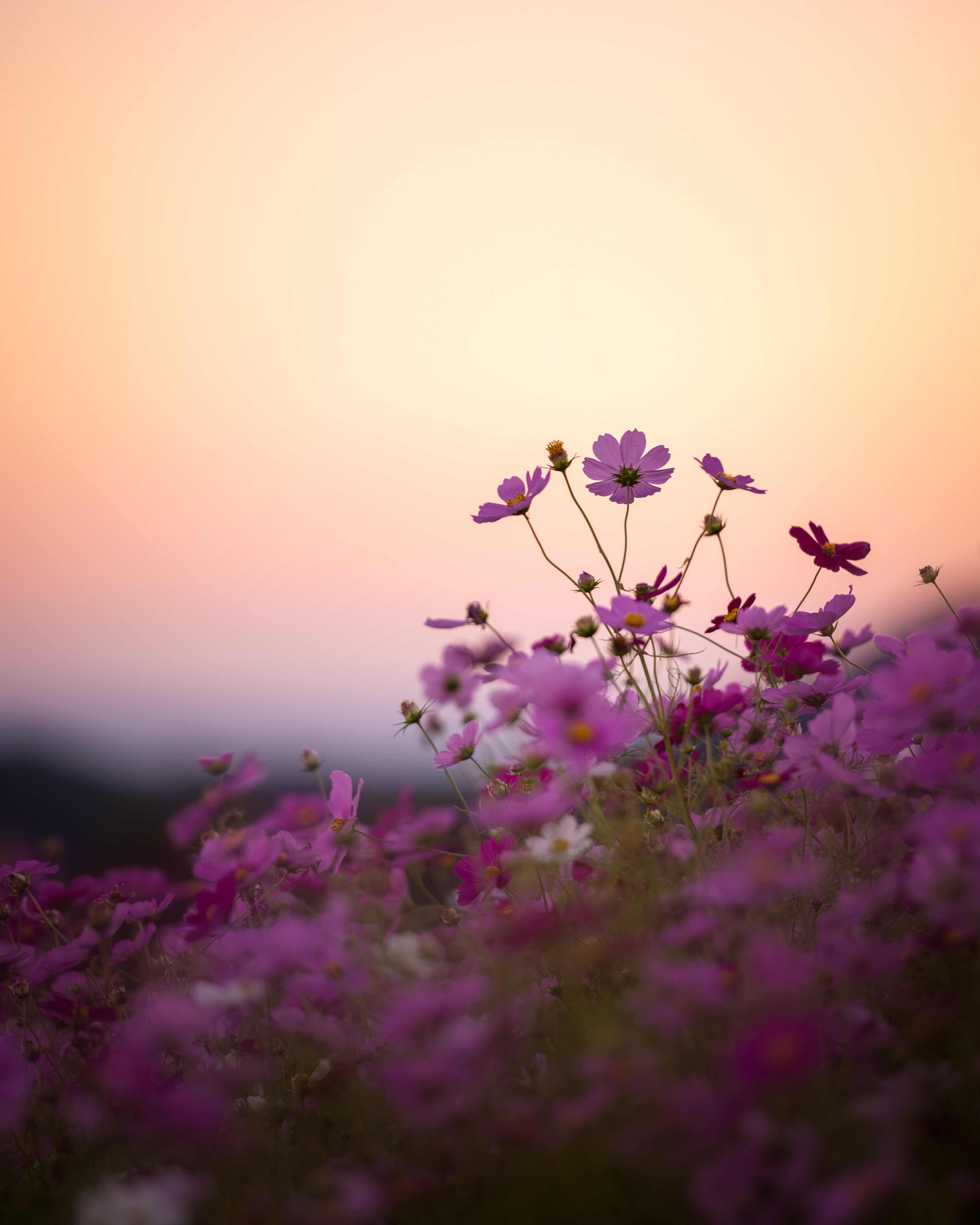 Location:Shizuoka,Japan